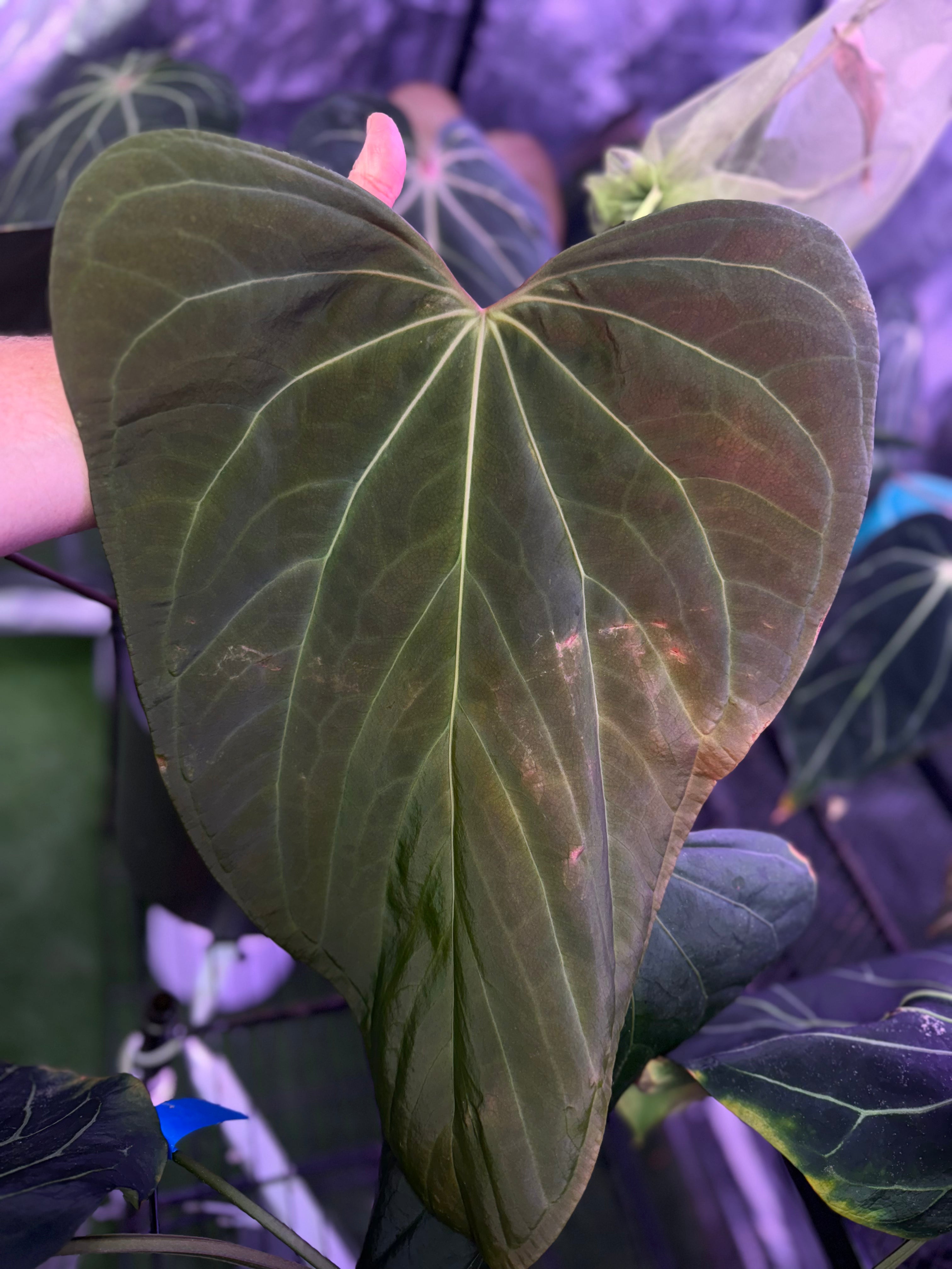 Anthurium portillae "Dorito" x red crystal 2 sprouts