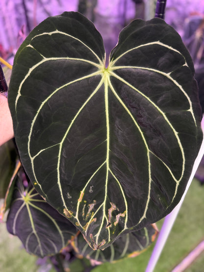 Anthurium carlabackiae 'District' x Buz 1 large flowering