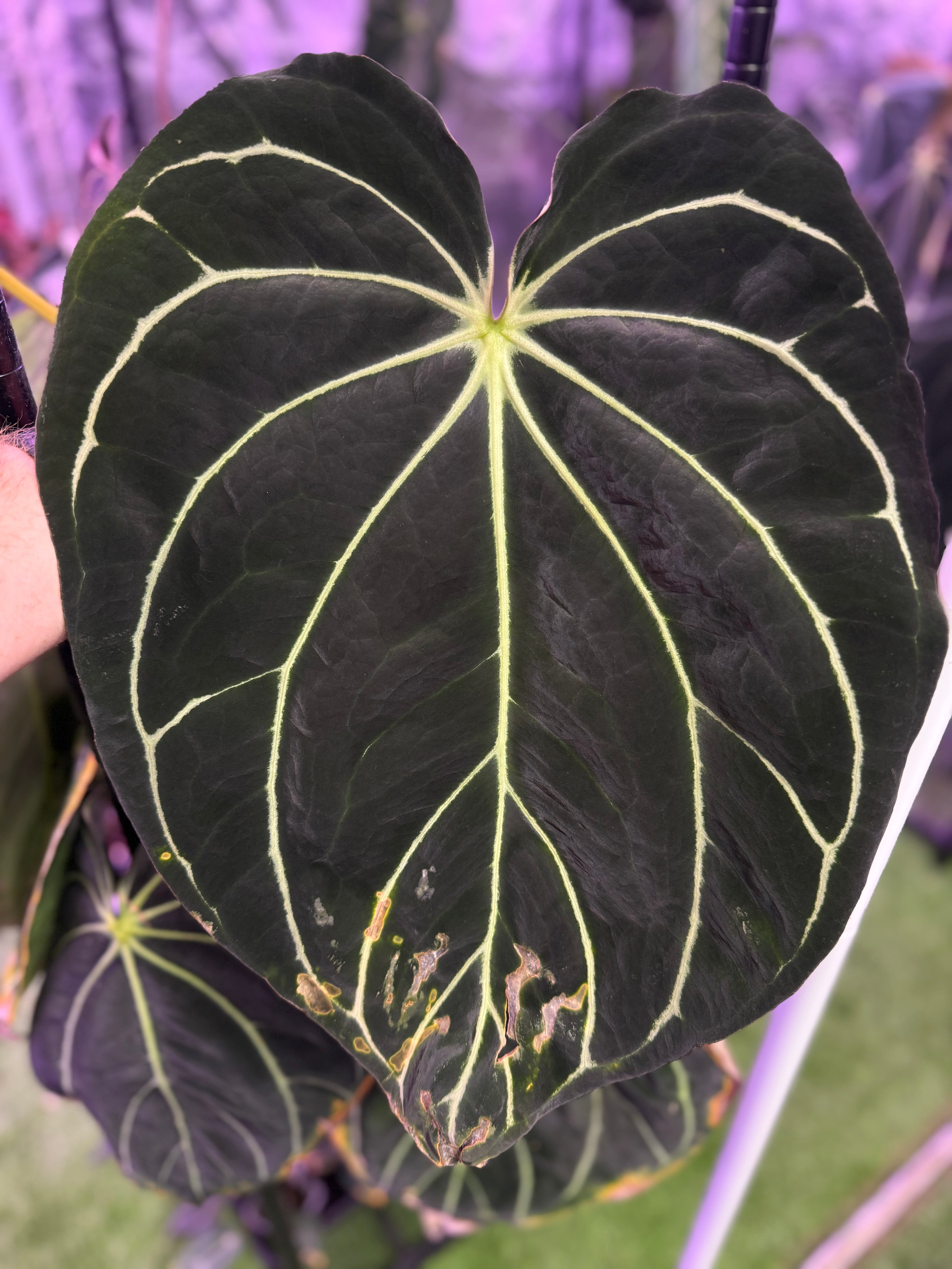 Anthurium carlabackiae 'District' x Buz 1 large flowering