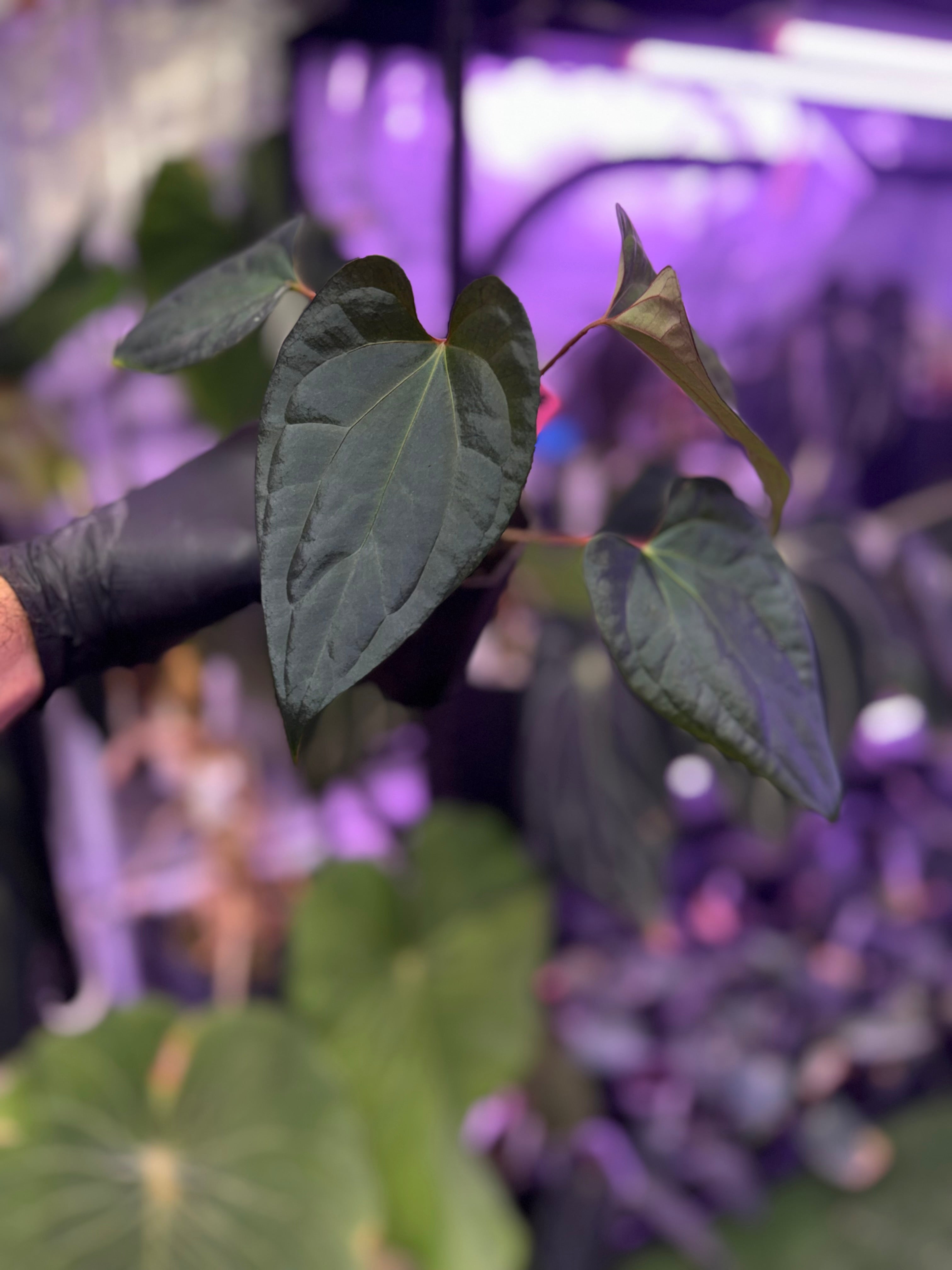 Anthurium (papillilaminum Ft. Sherman x debile) x Red Vein Dark Phoenix