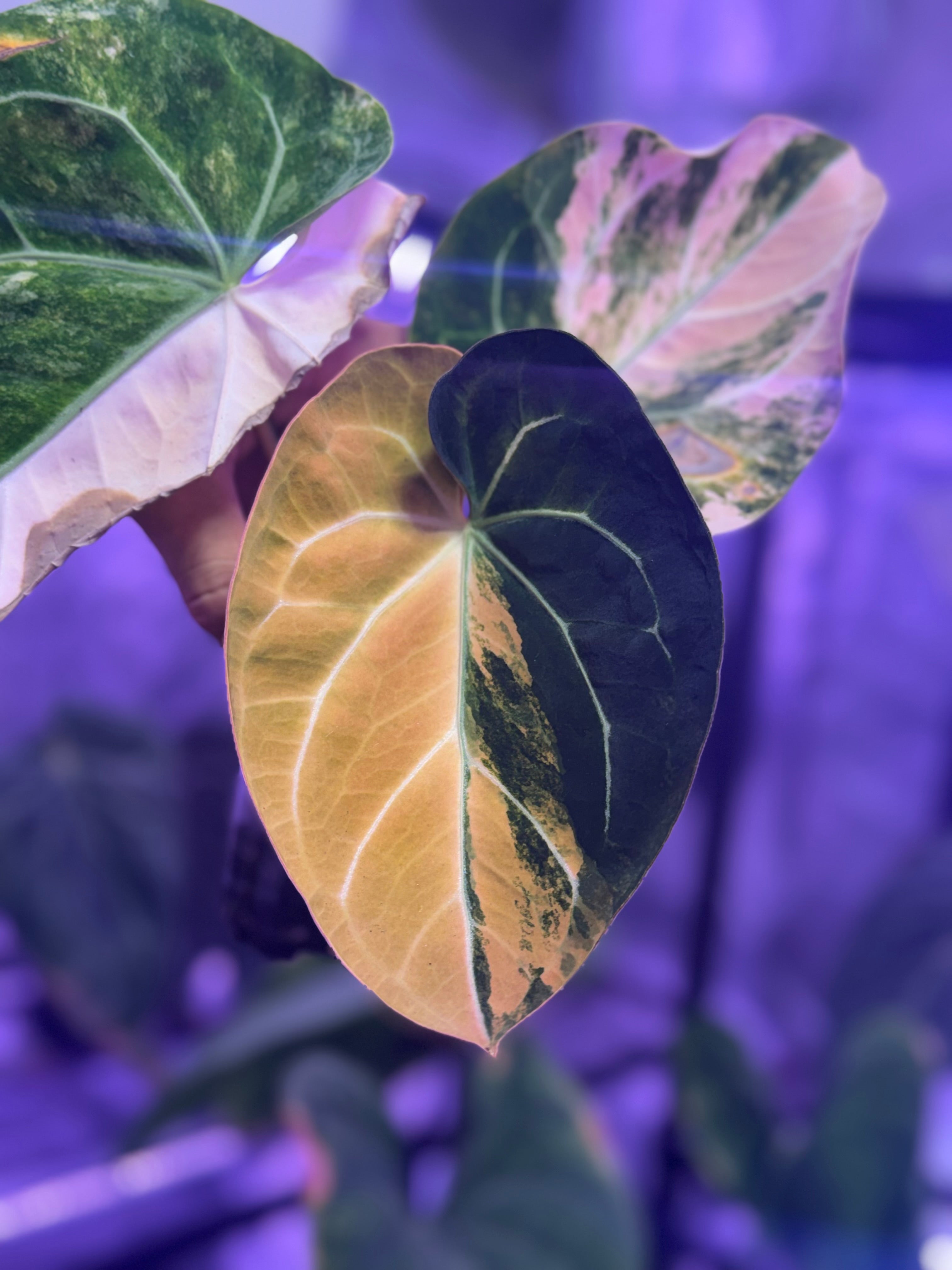 Anthurium (Kaiser x Mag)x Phoenix variegated sprout