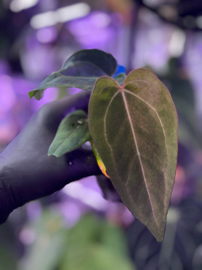 Anthurium ‘Dorito’ S1 x Tim Anderson ‘Stripey’