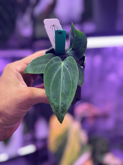 Anthurium. (carlablackiae x portillae Dorito) x
PanaMama 2.0) x (carlablackiae 'Buz 1 x RA8 #2)