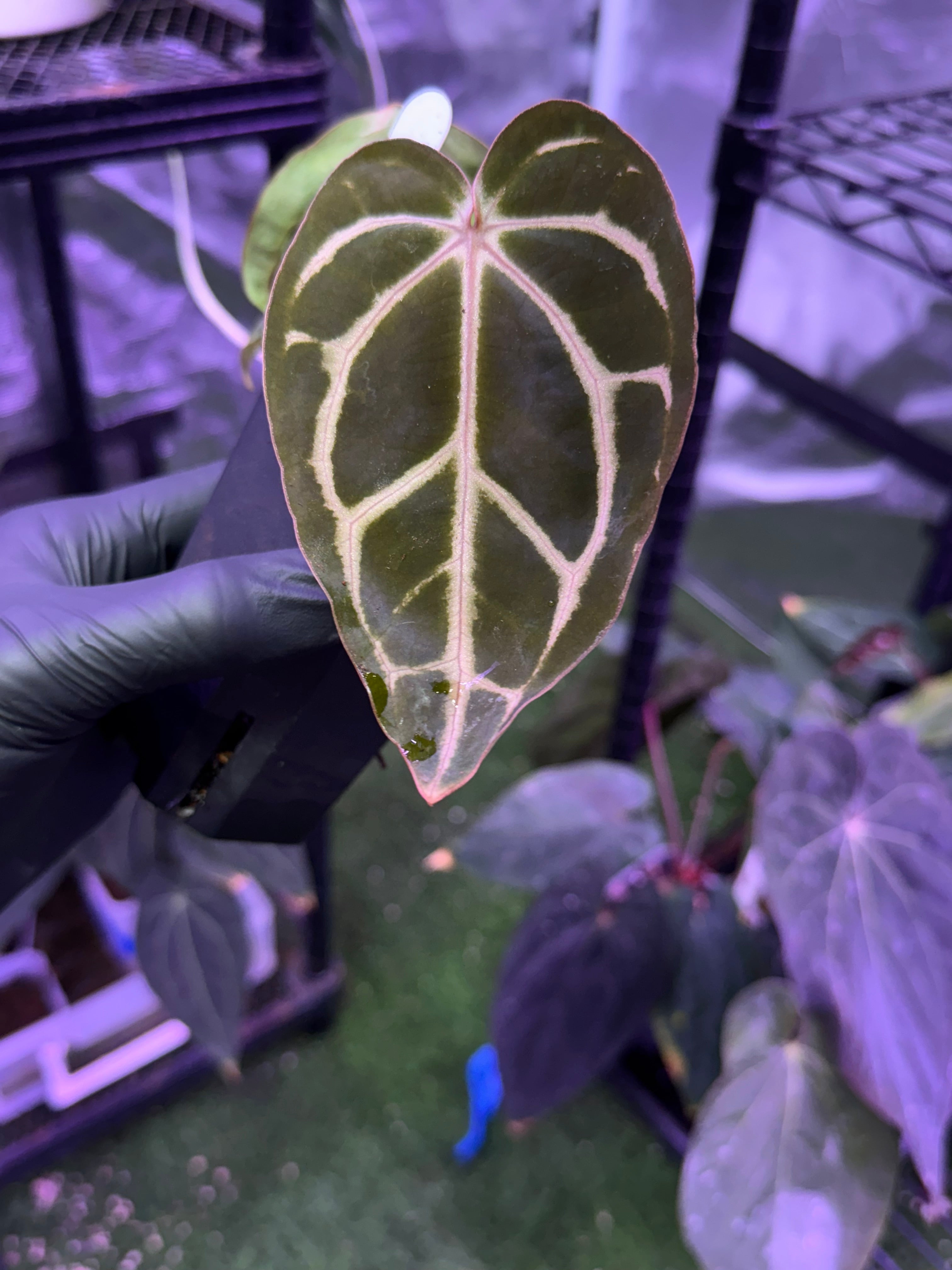 Anthrium carlablackiae RA10 x ?