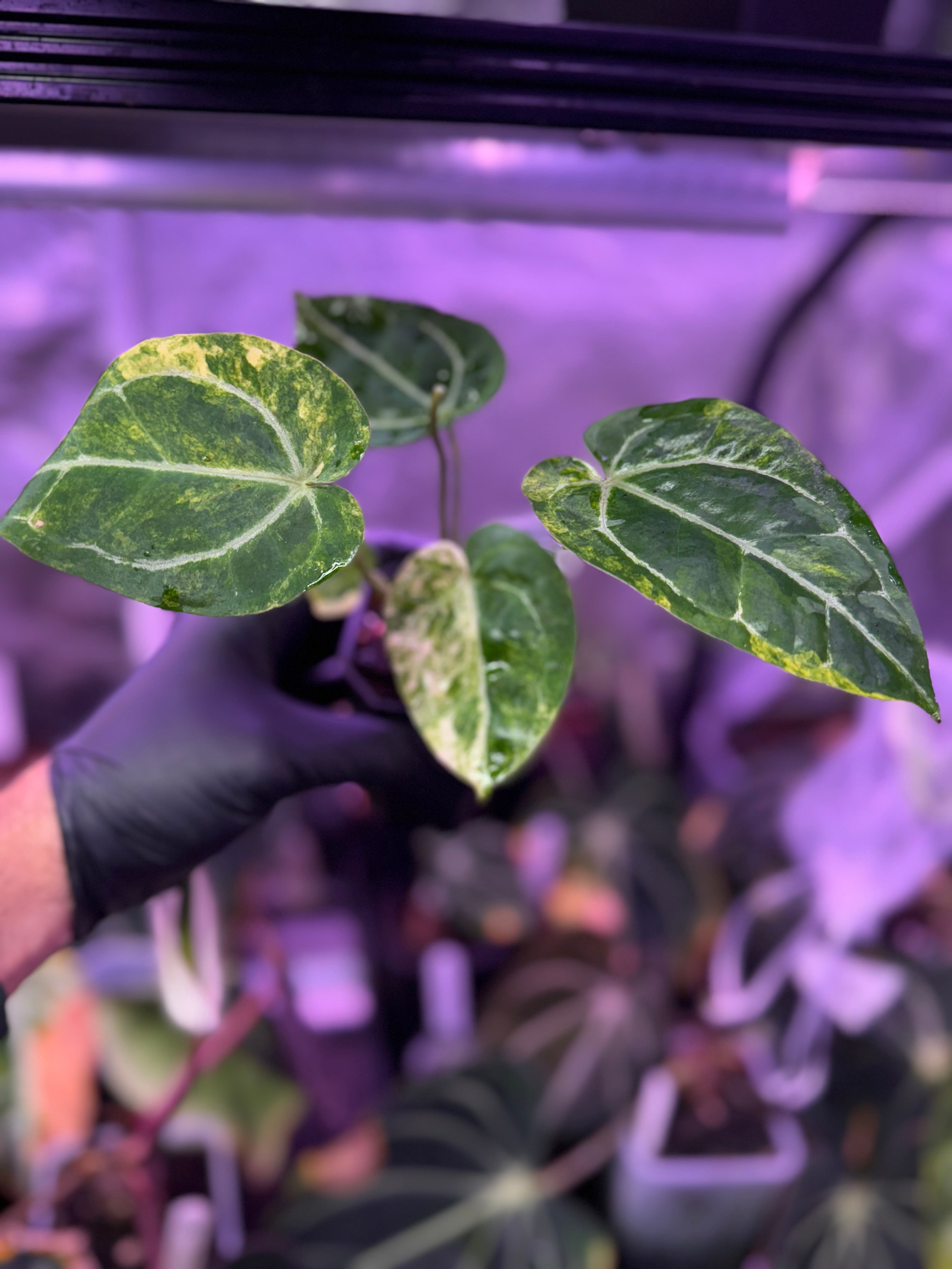 Anthurium papillilaminum "X" x Michelle - variegated