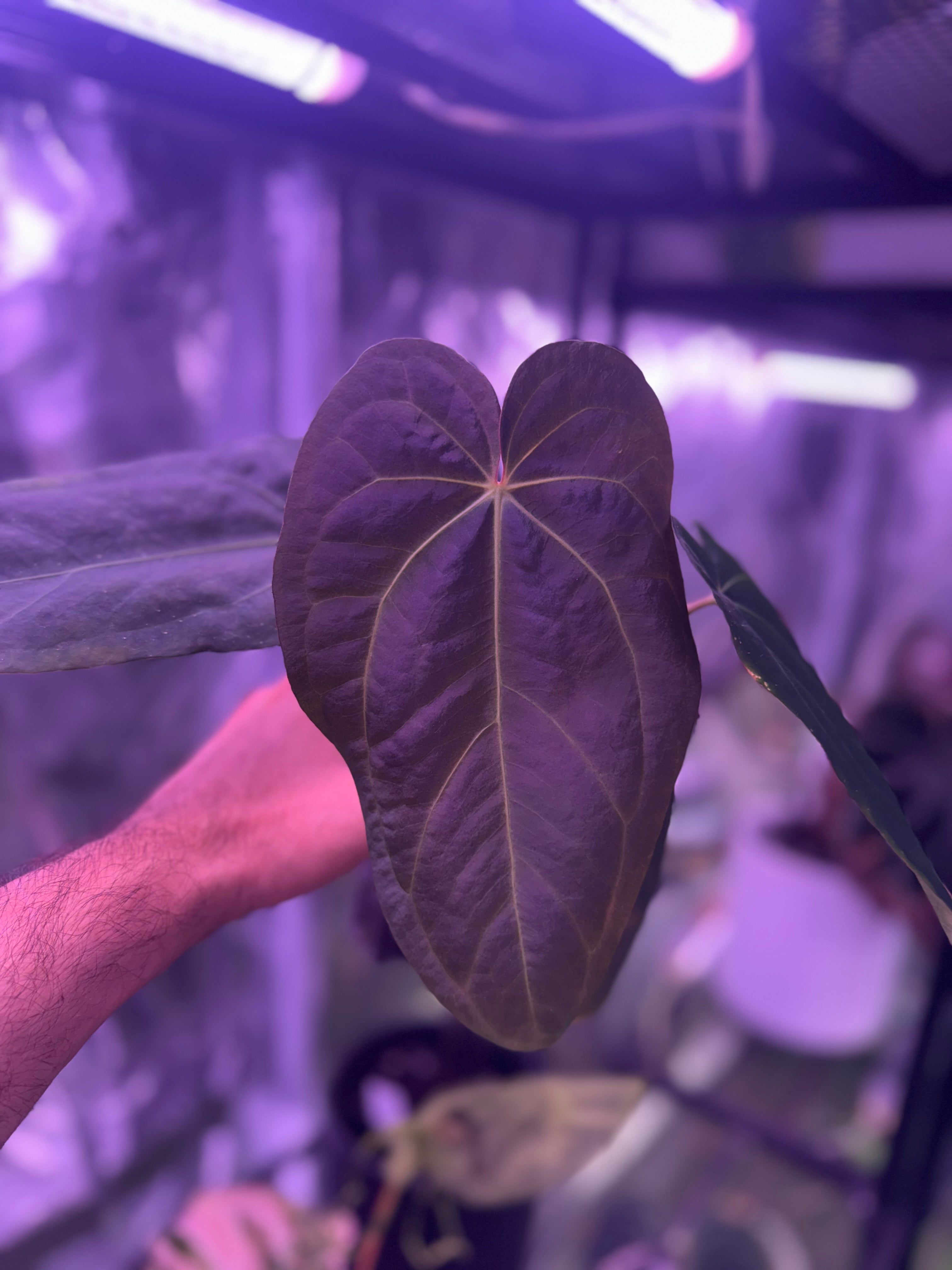 Anthurium sp Nov. DF x “Black Widow x Michelle”