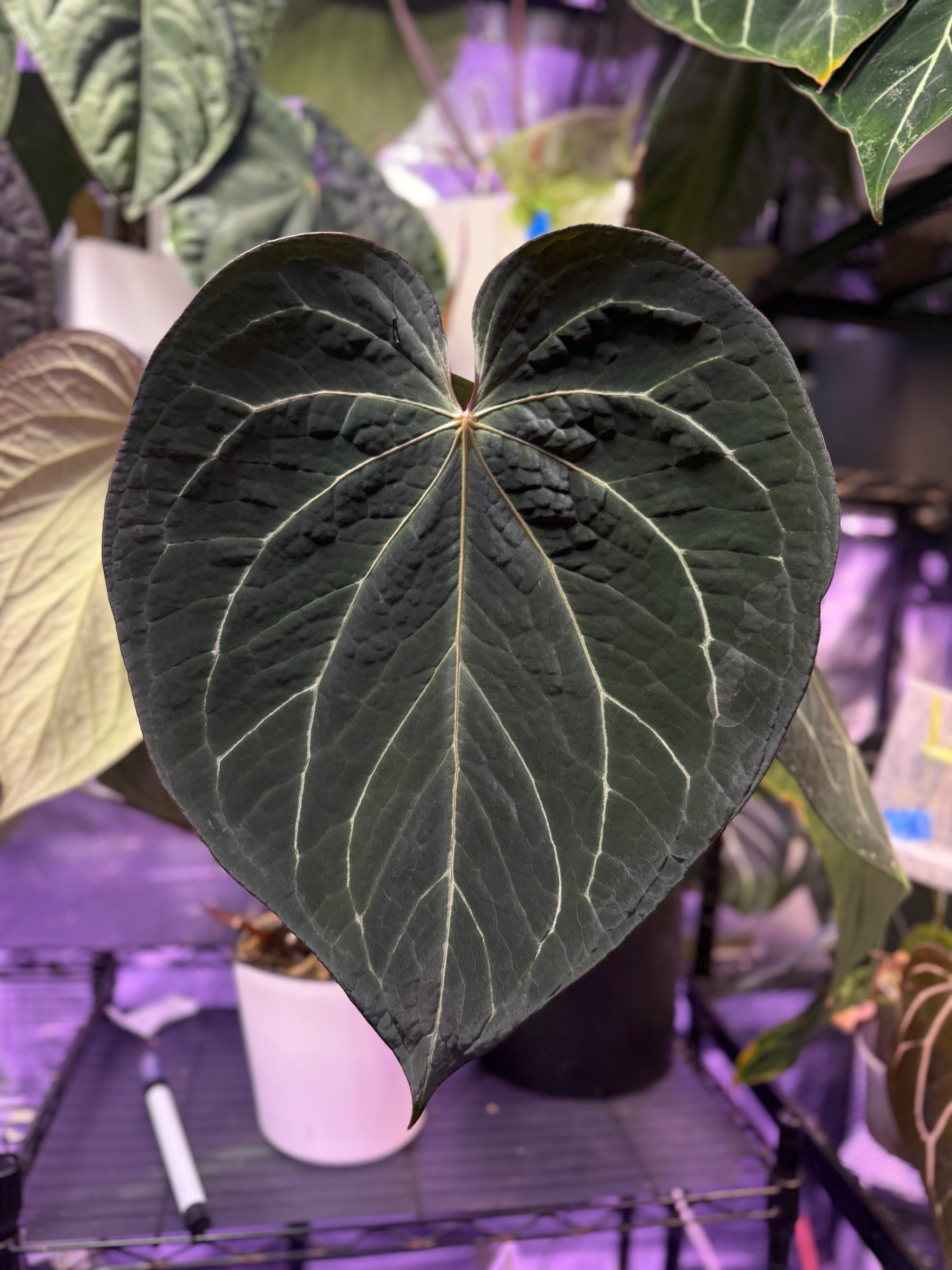 Anthurium Dorito S1 x Tim Anderson ‘Stripey’