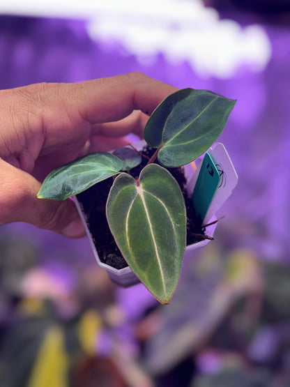 Anthurium carlablackie 'RA4 × PM1' × 'Buz 1 × RA8'