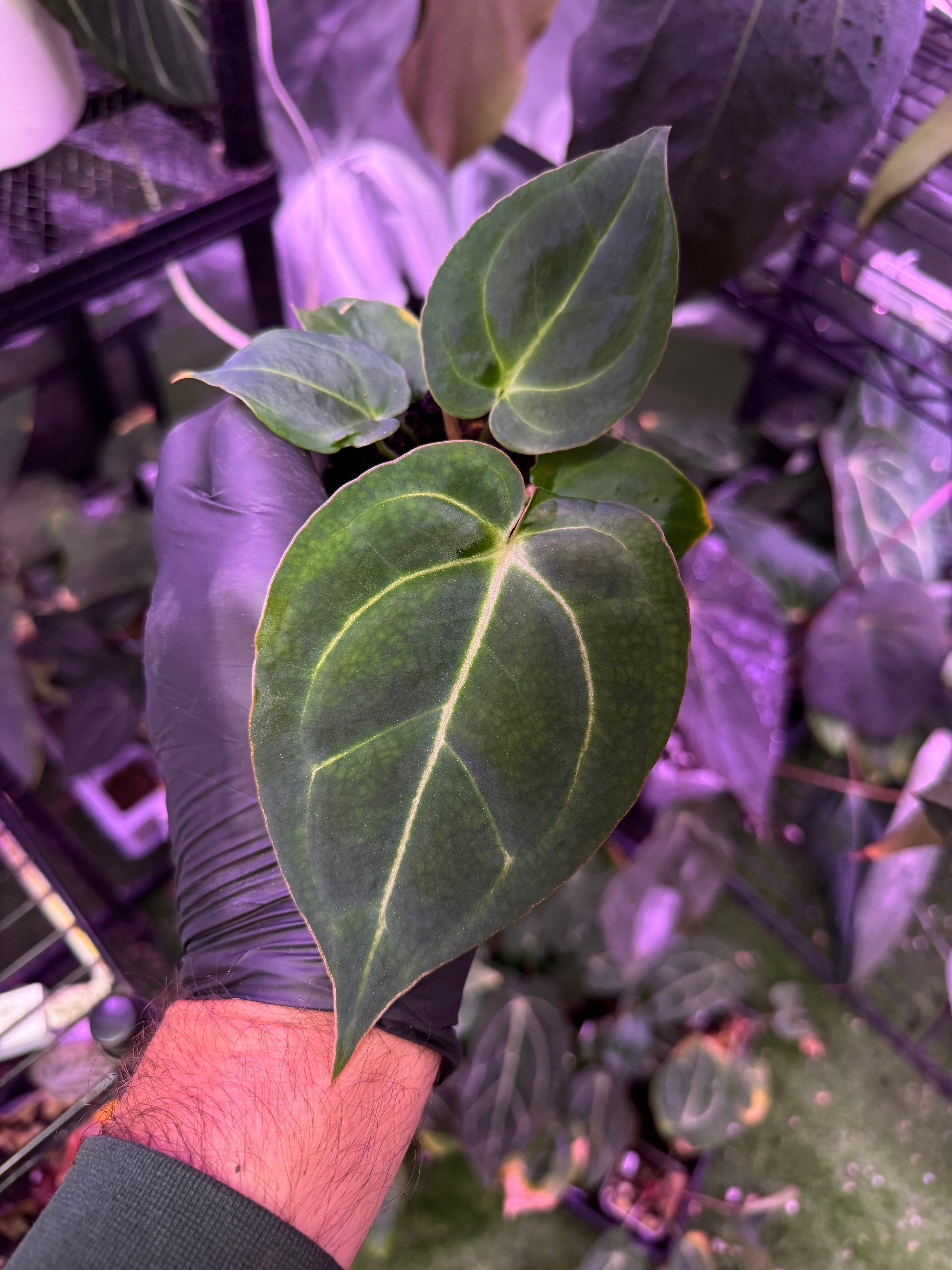 Anthurium Araña x Stripey
