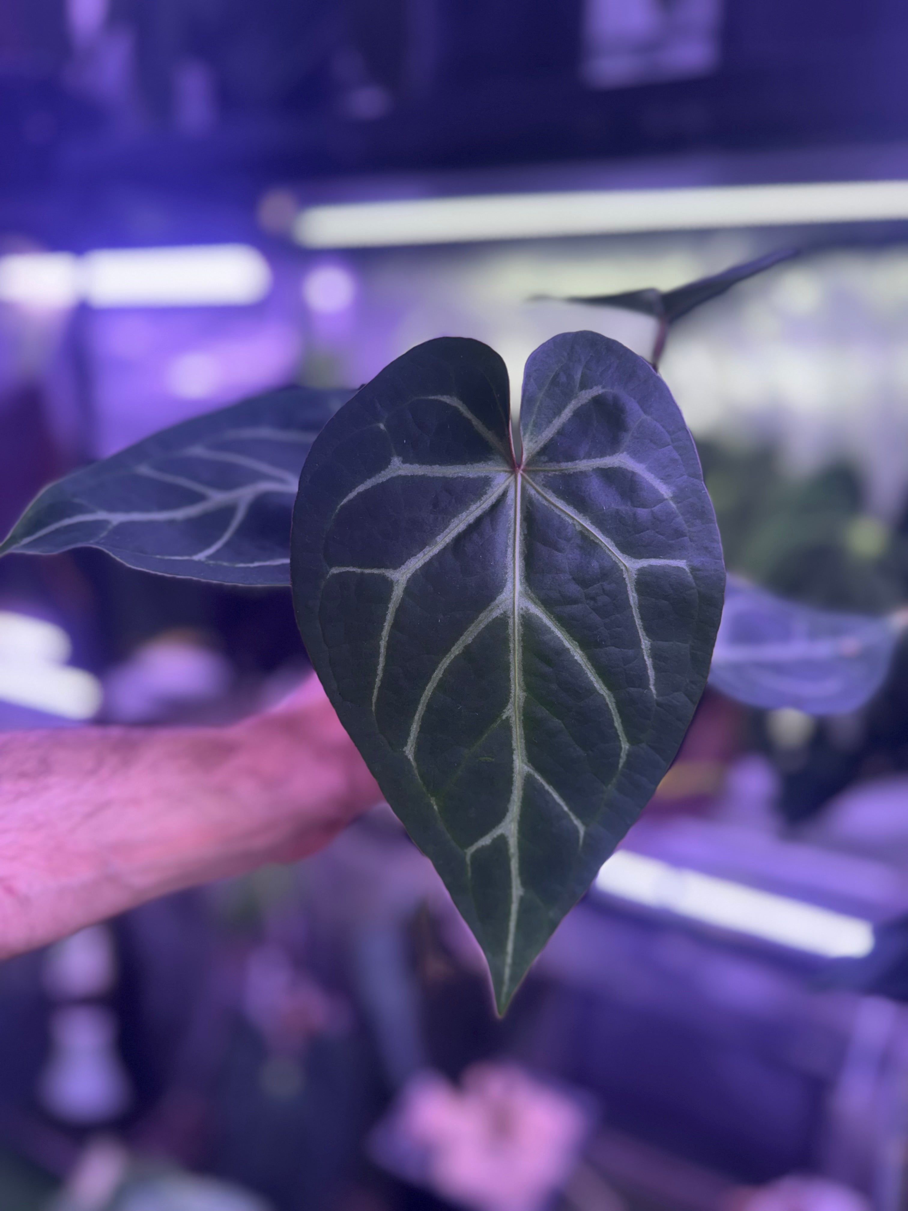 Anthurium “Black Widow x Michelle” x mag “Norte”