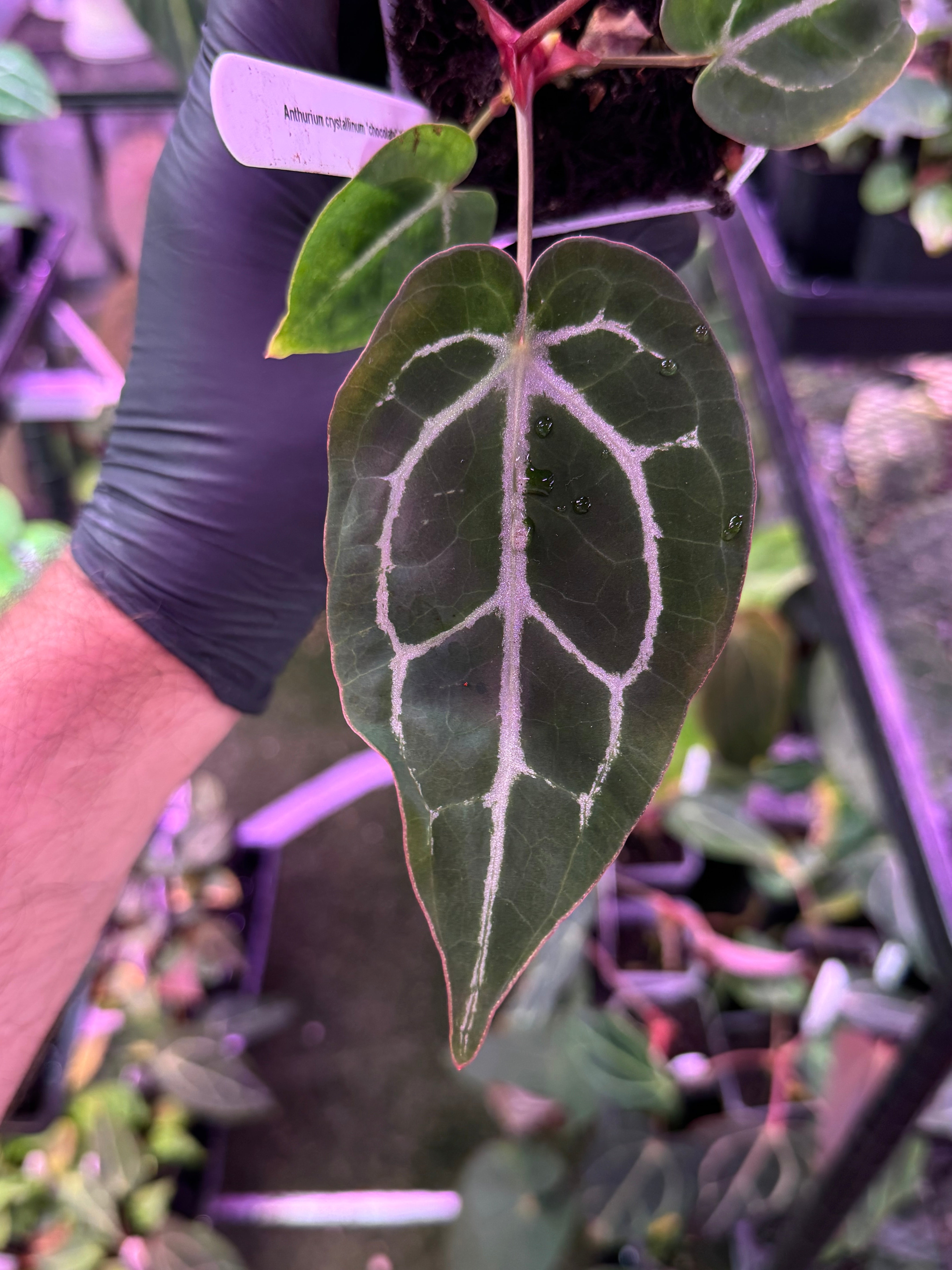 Latest Drops – Buz Plants