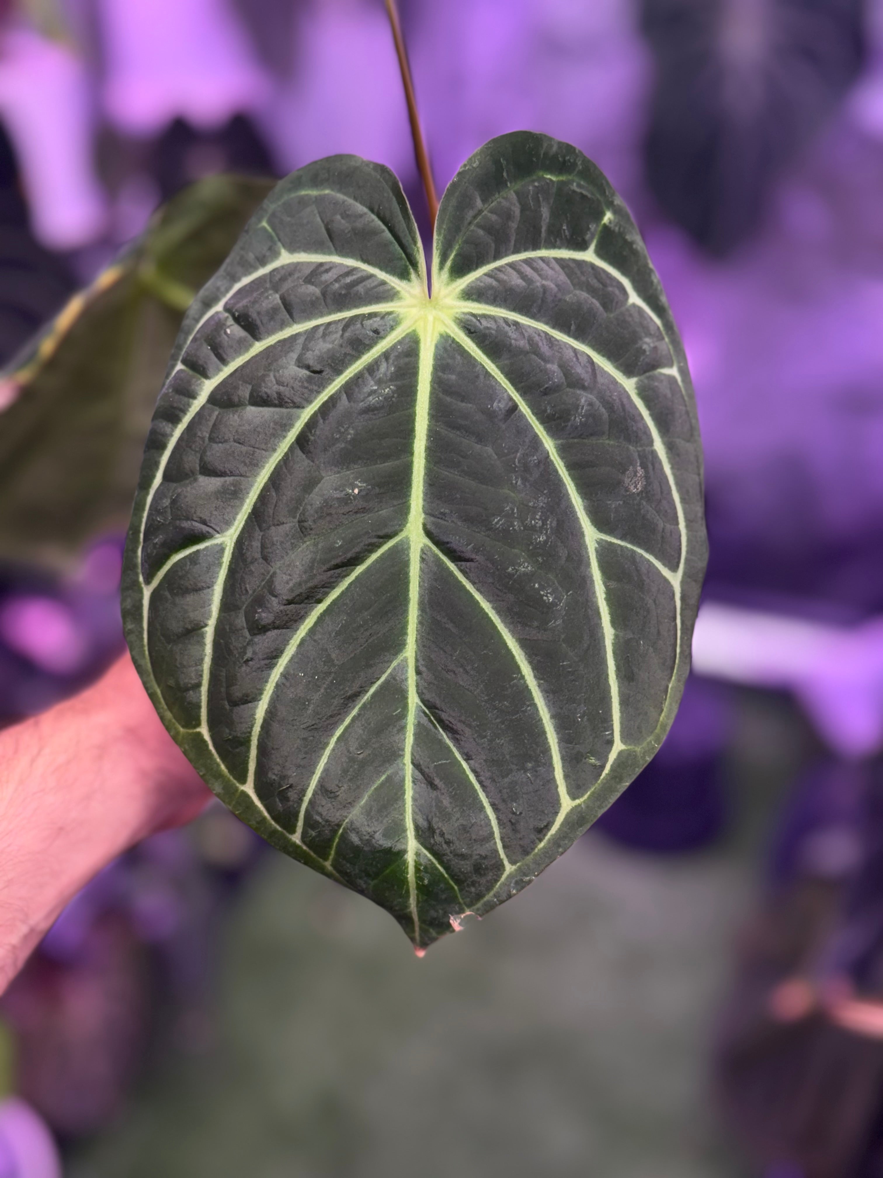 Anthurium carlablackiae District x RA8 *flowering*