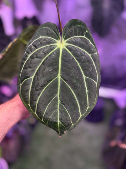 Anthurium carlablackiae District x RA8 *flowering*