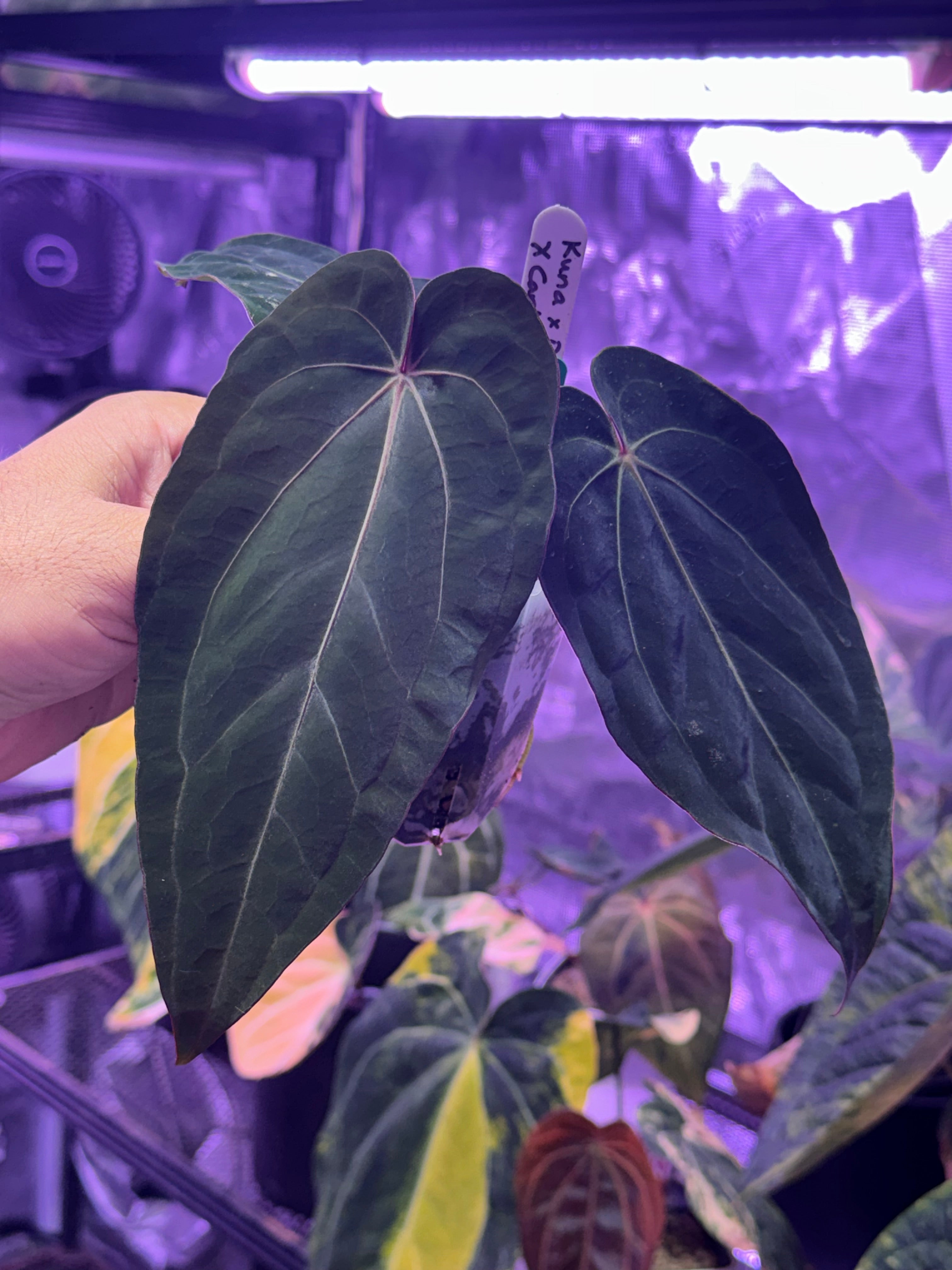 Anthurium (kunayalense x dressleri) x carlablackiae Buz1