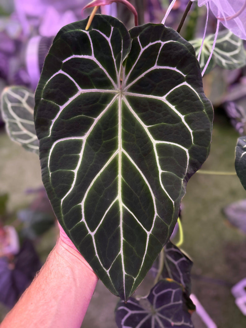 Anthurium crystalanium "chocolate"