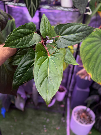 Anthurium carlablackiae RA15 x ustuopoense