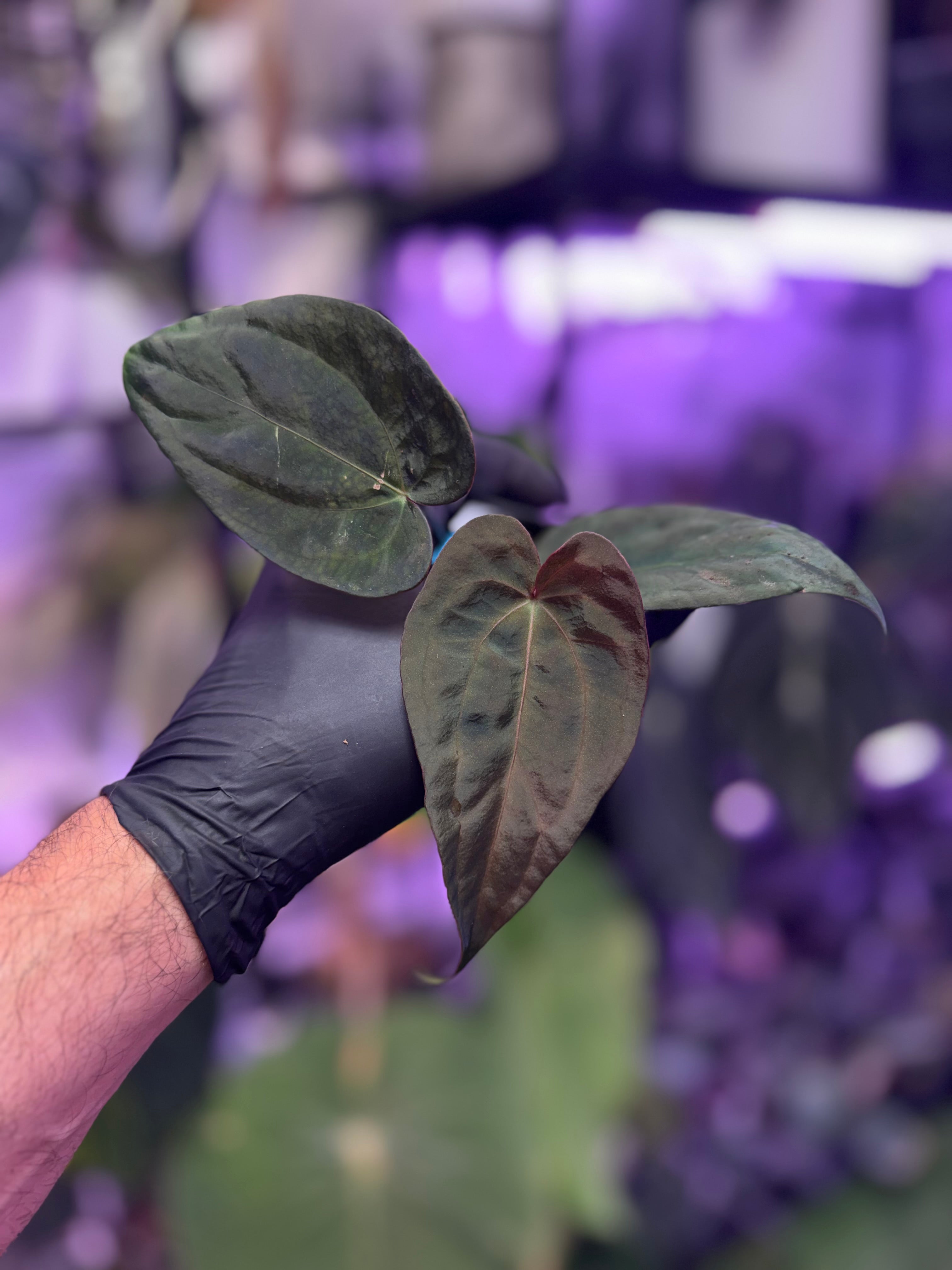 Anthurium sp nov DF x ‘Black Widow x Michelle’