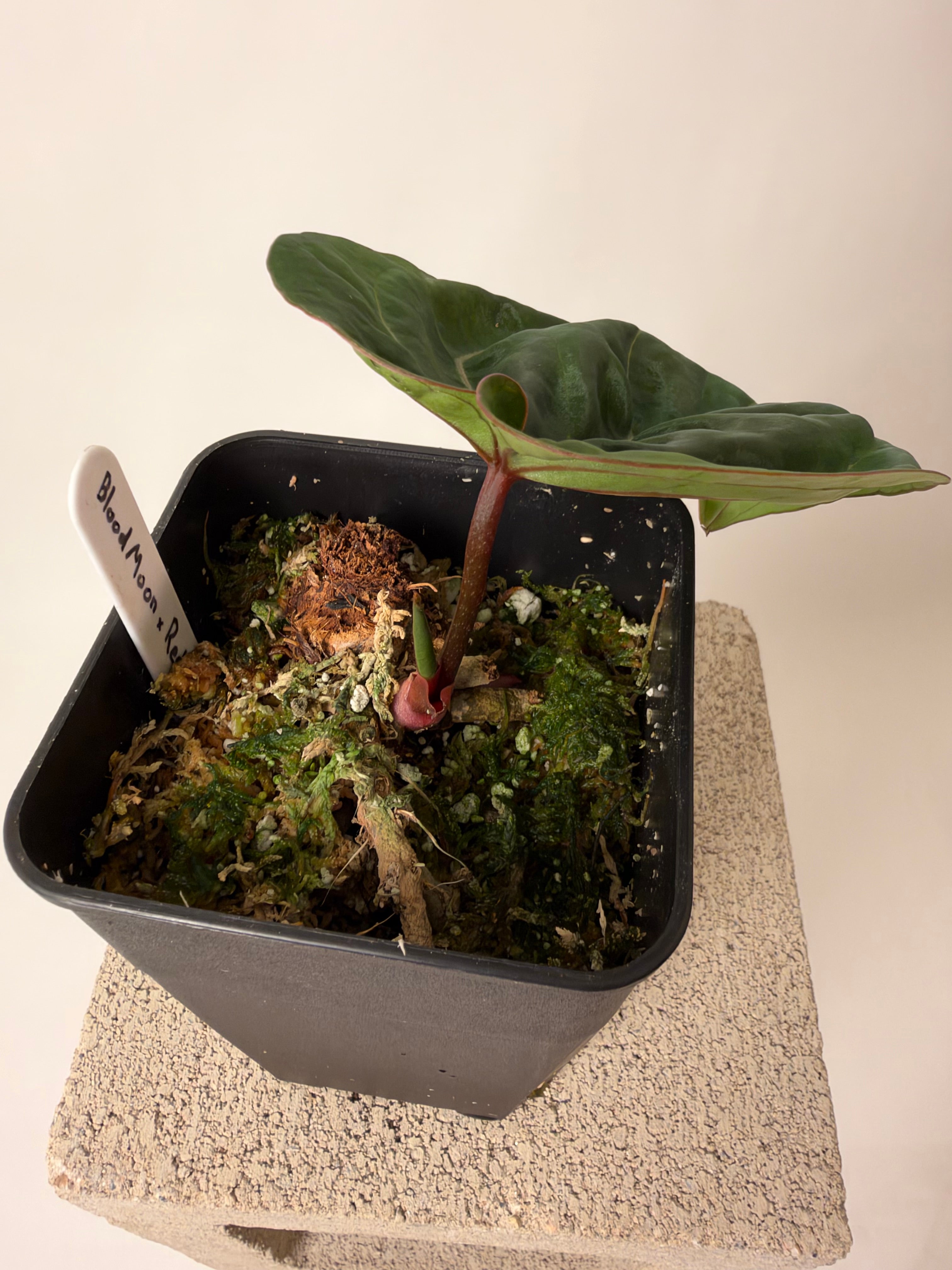 Latest Anthurium Drop | Buz Plants