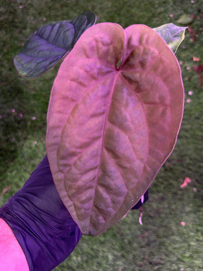 Anthurium dressleri RG F2 x debile