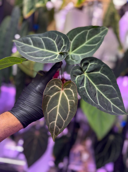 Anthurium “Black Widow x Michelle” x magnificum “Norte”