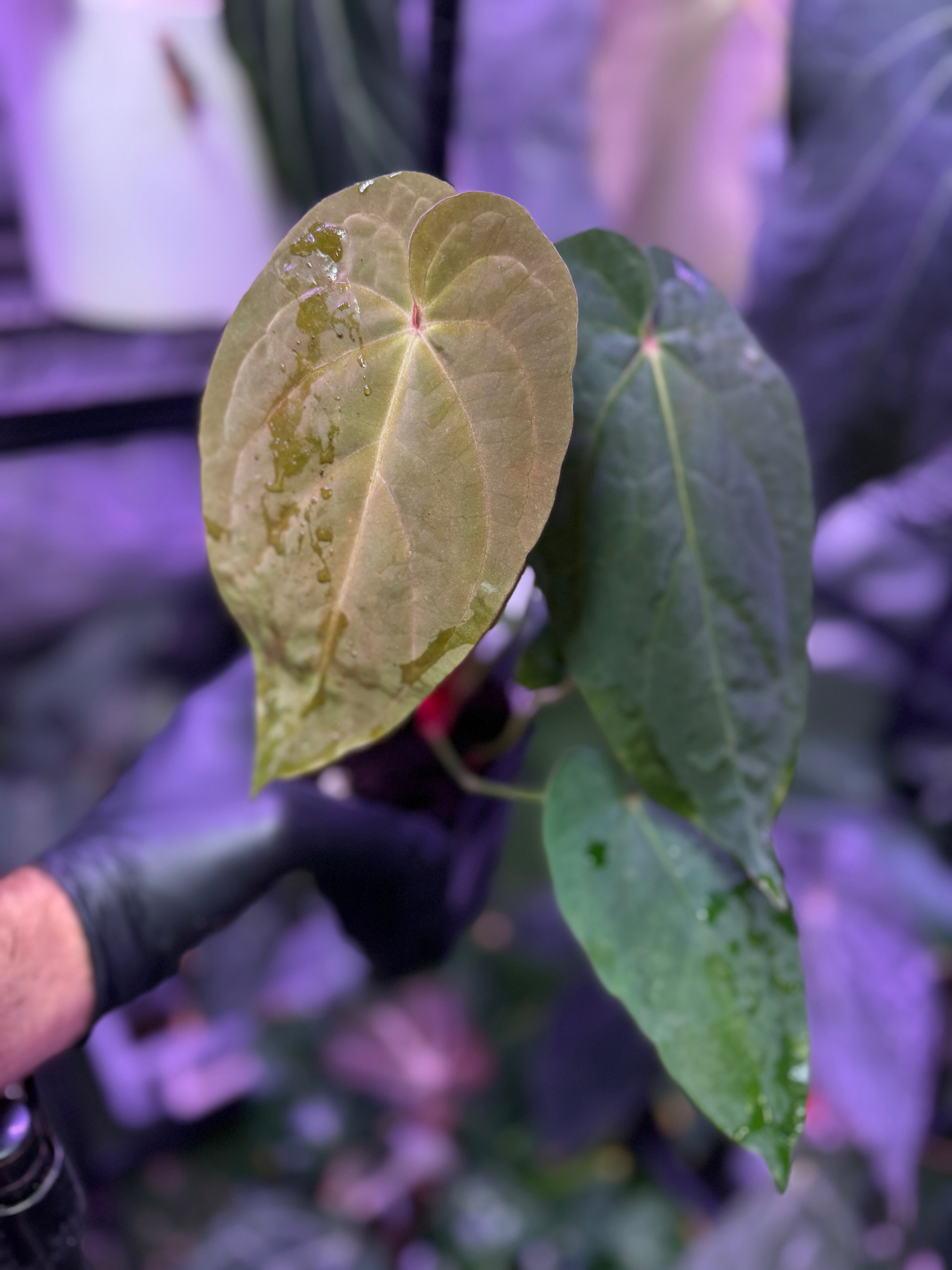 Anthurium Udaka x dressleri RG founder clone #2