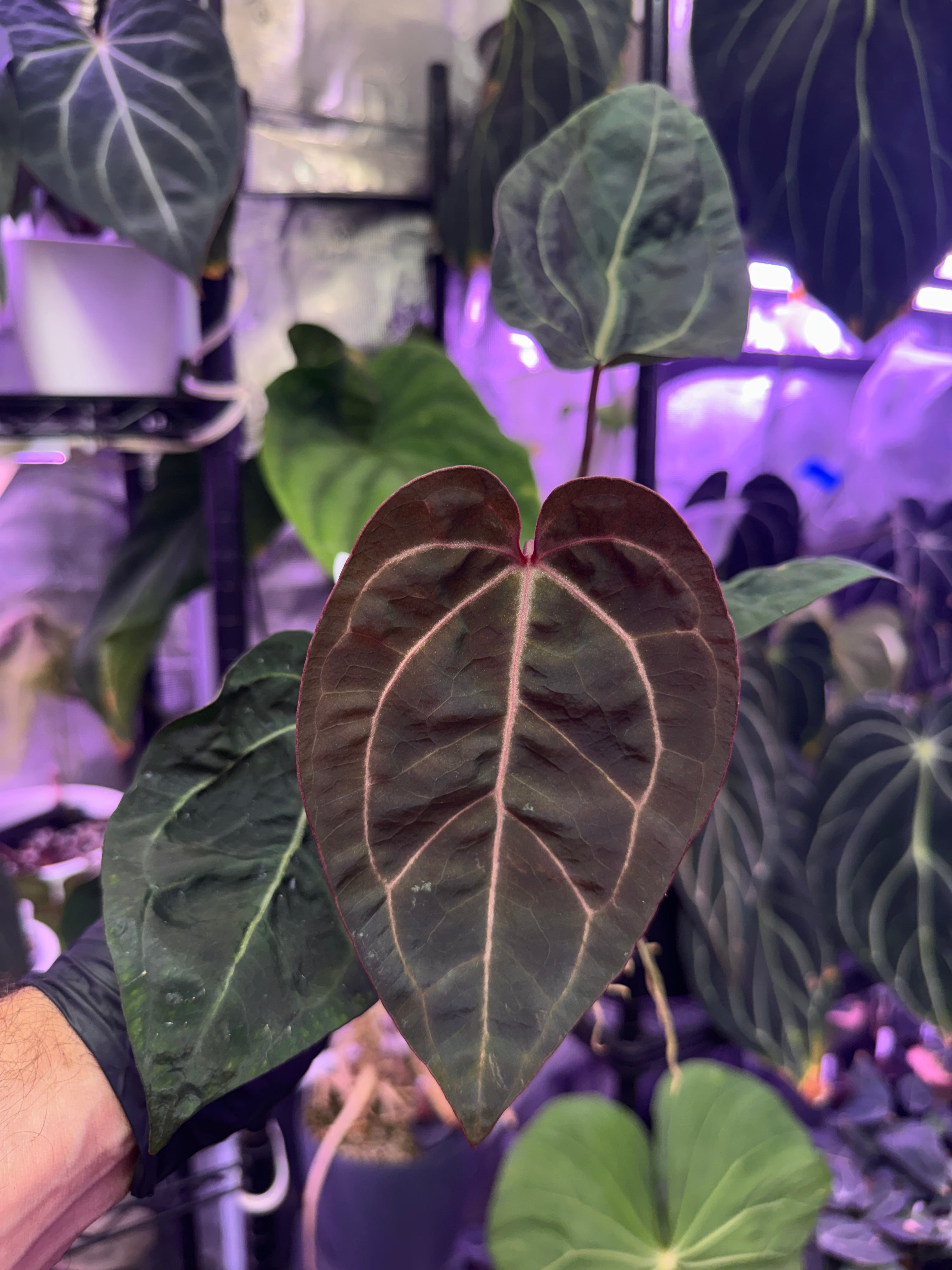 Anthurium Dorito x Tezula Red Crystal
