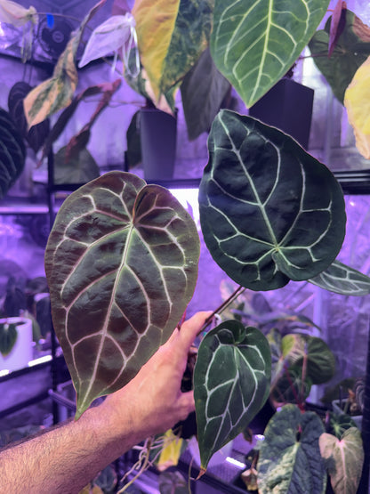 Anthurium (BVEP x “Black Widow x Michelle”) x “Black Widow x Michelle”