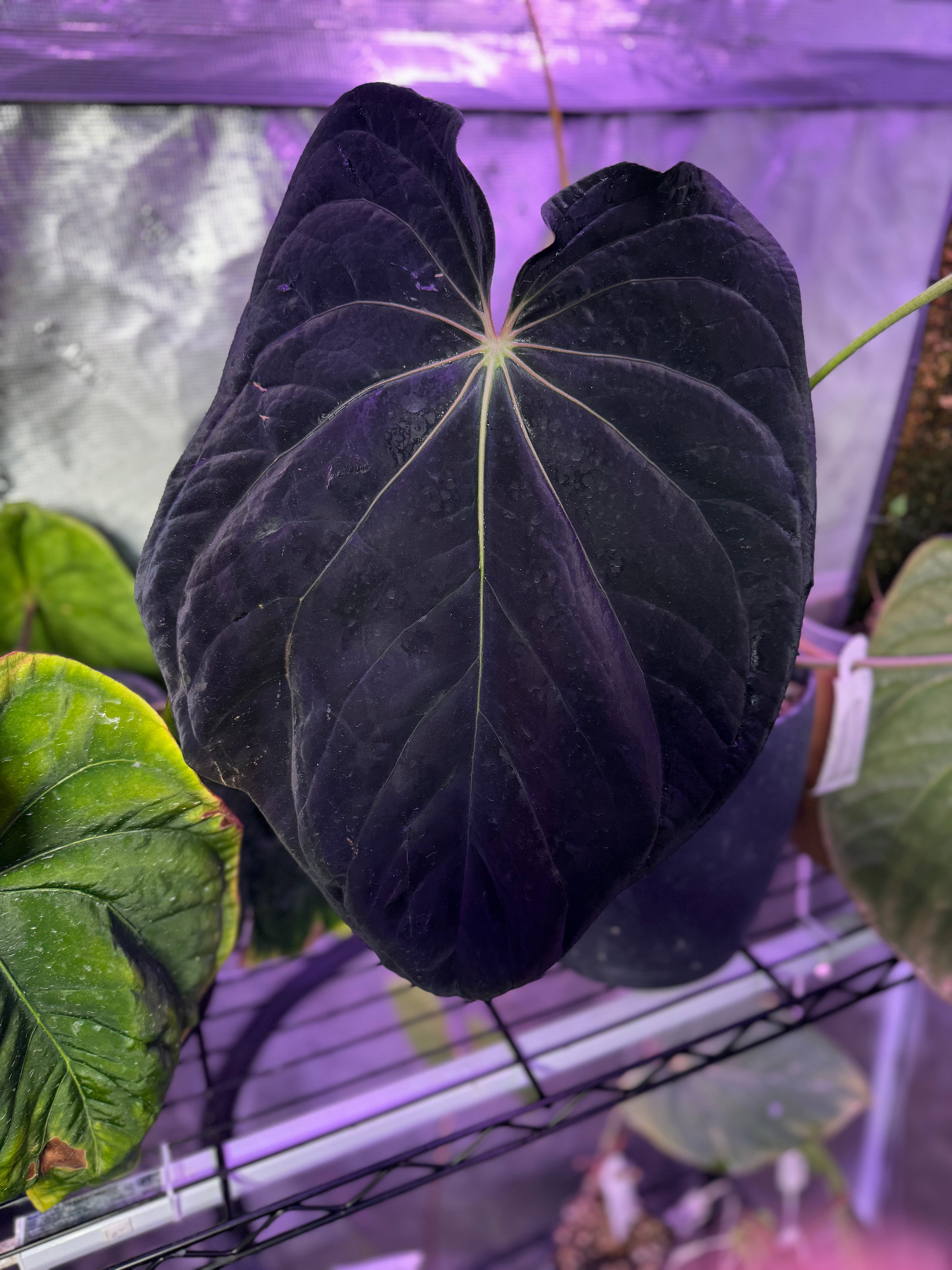 Anthurium BVEP RA9 clone