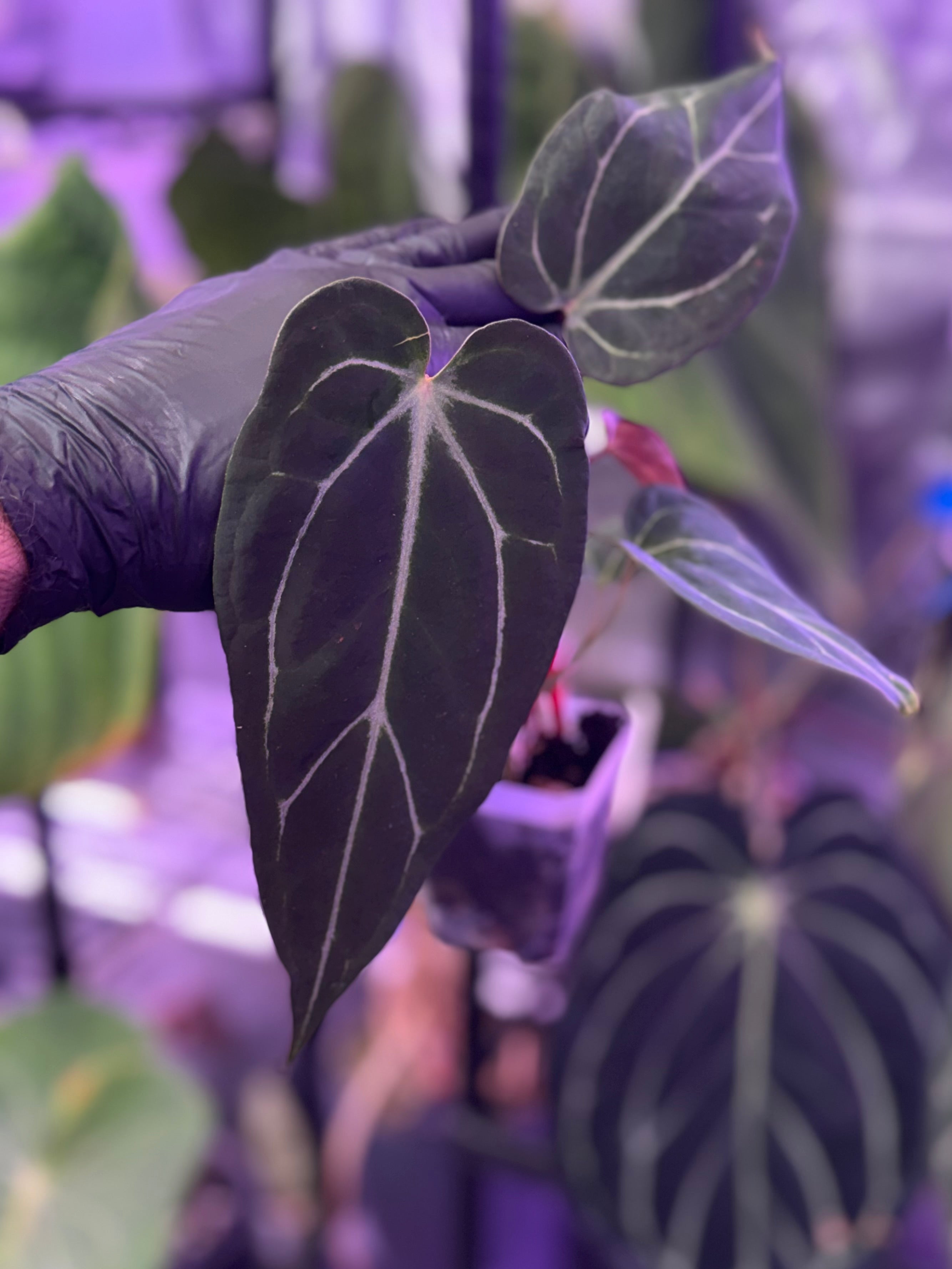 Anthurium cf. crystal x Tim Anderson ‘Stripey’