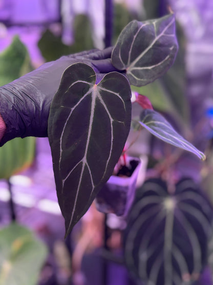 Anthurium cf. crystal x Tim Anderson ‘Stripey’