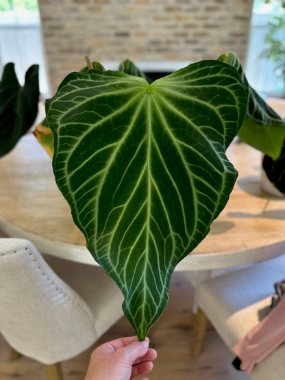 Anthurium FTG crystallinum x Tim Andersons “Stripey”