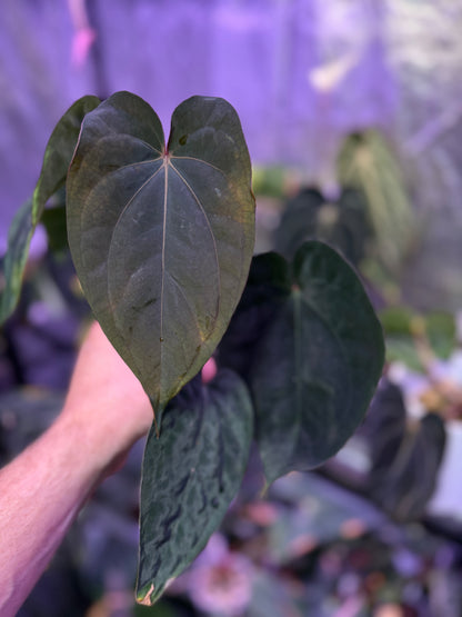 Anthurium dressleri x carlablackie X dressleri x portillae