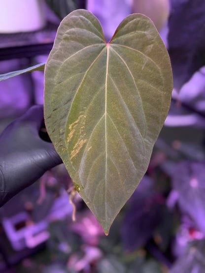 Anthurium kunayalense x Dorito port - cut of my mother plant