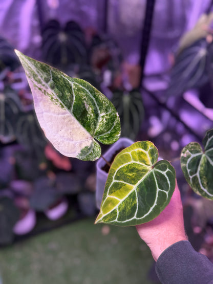 Anthurium crystallinum x variegated