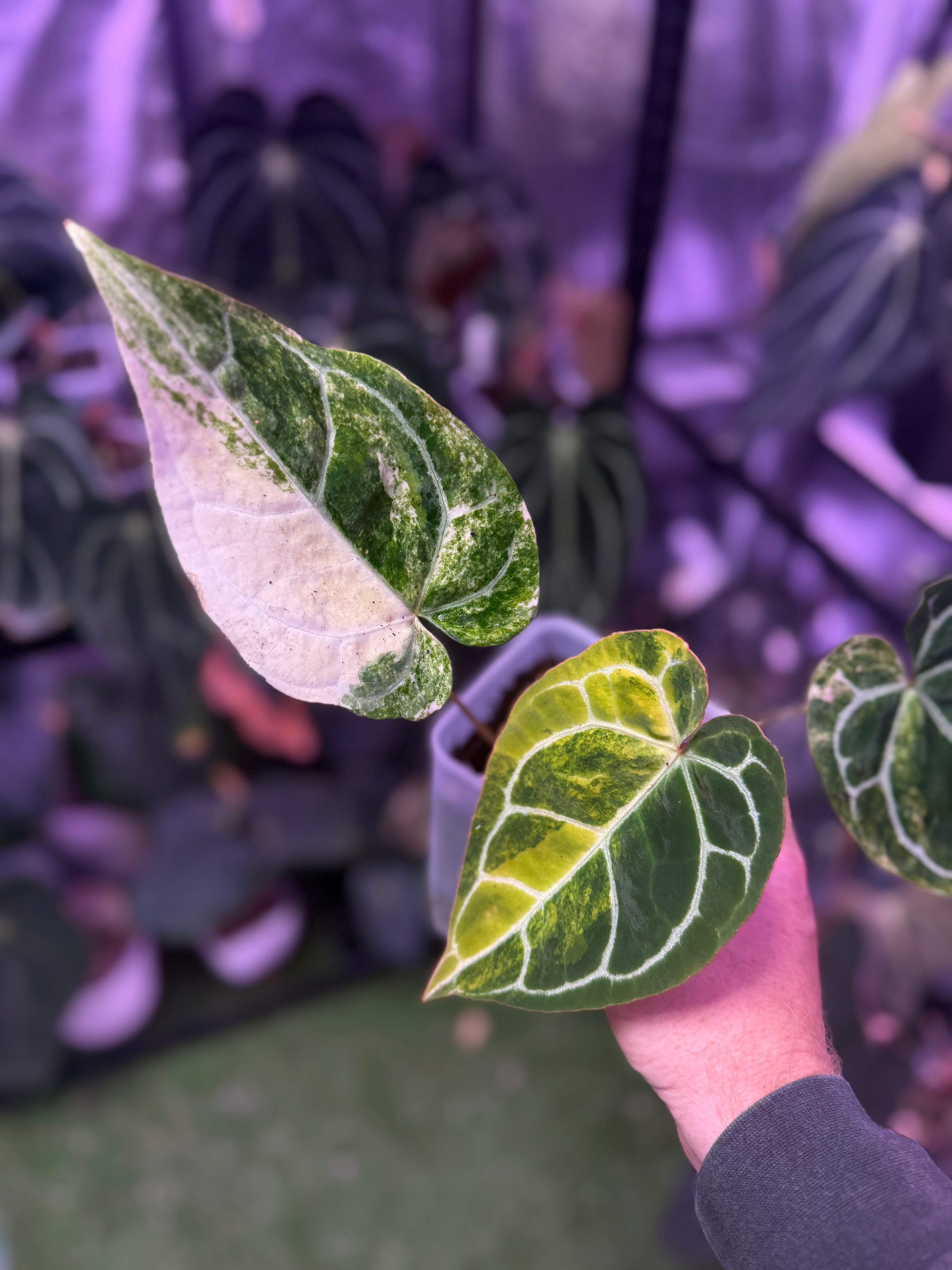 Anthurium crystallinum x variegated
