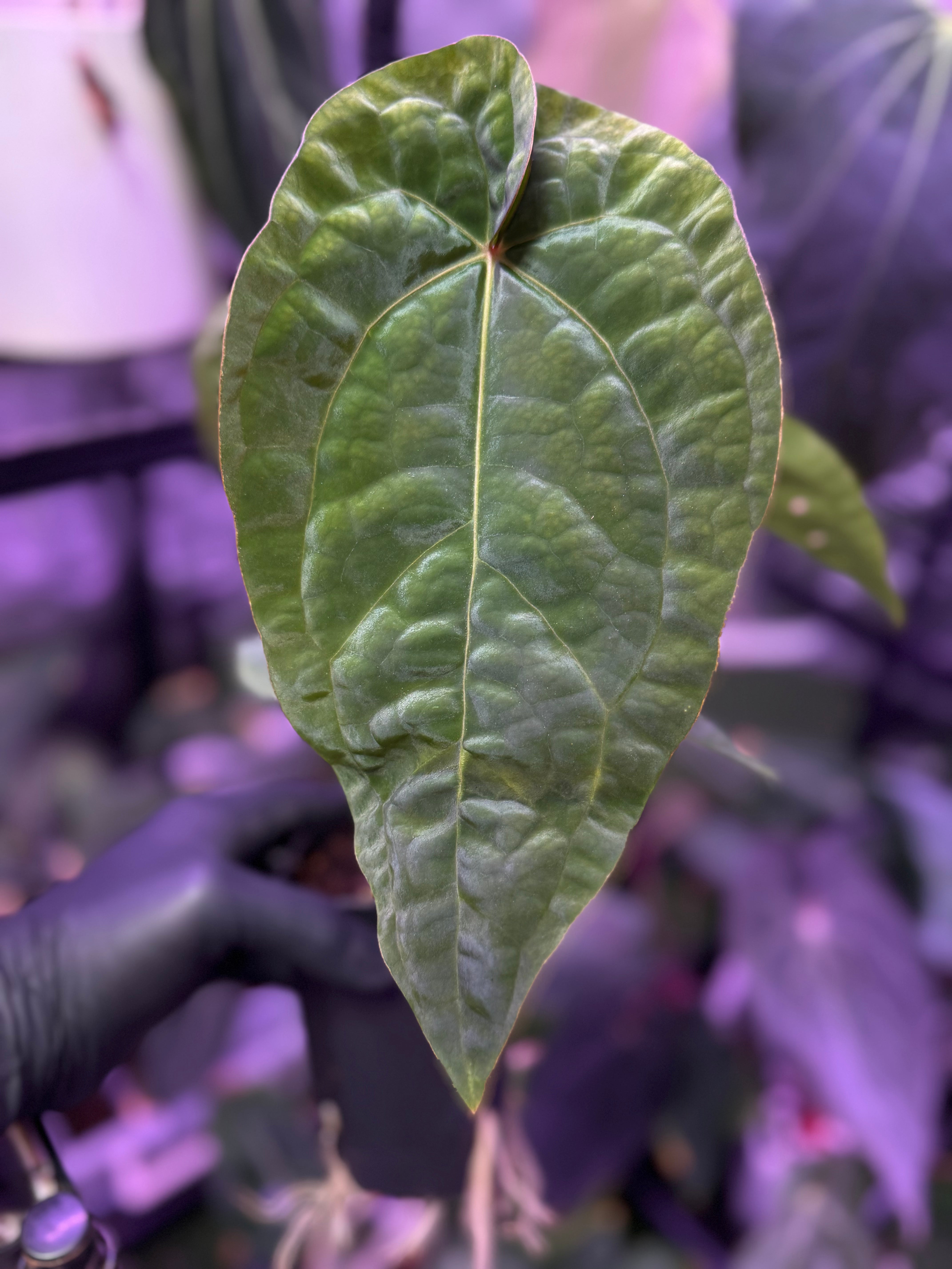 Anthurium Udaka x dressleri RG clone #2