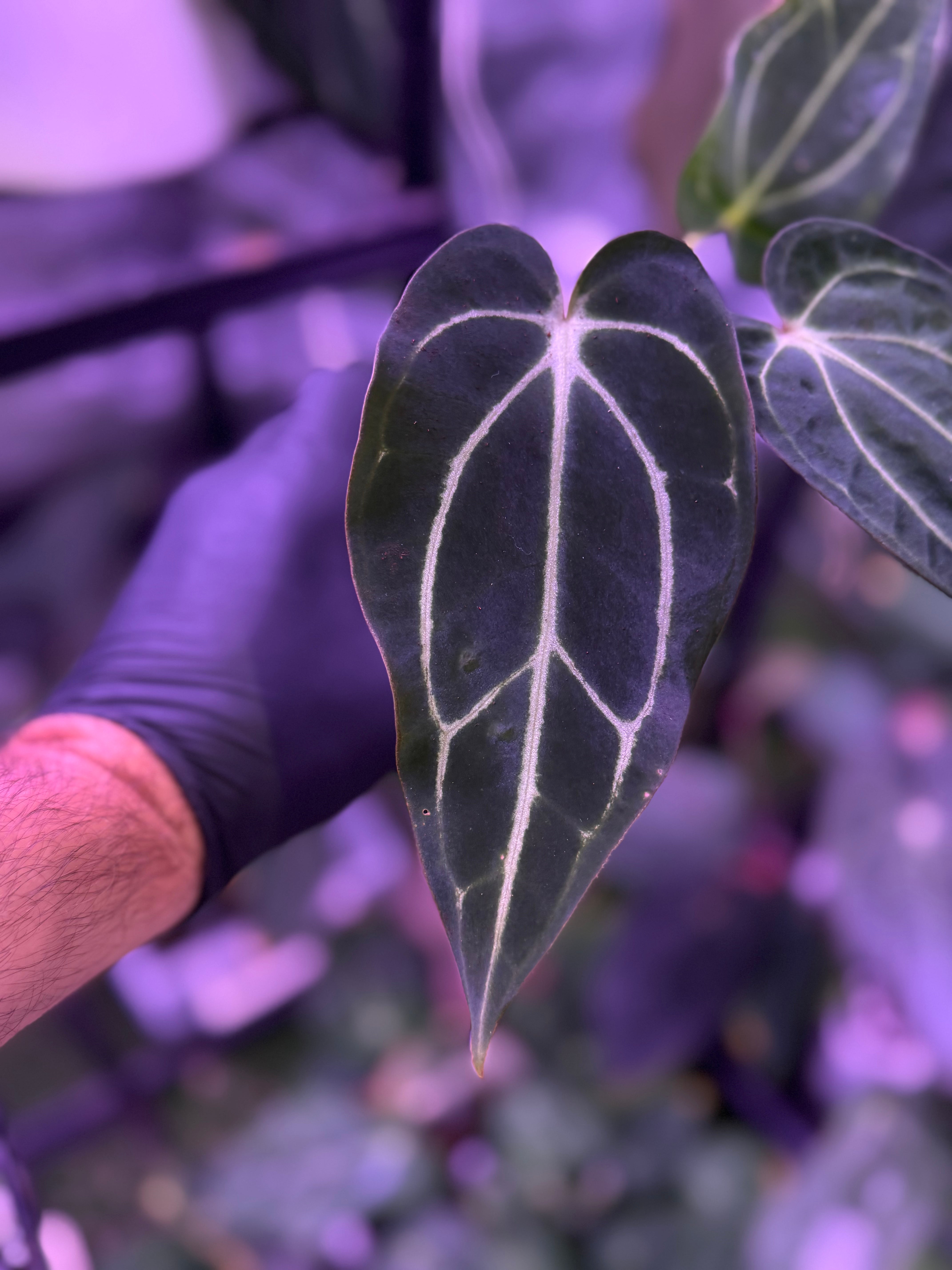 Anthurium carlablackiae 5x10 X PM1