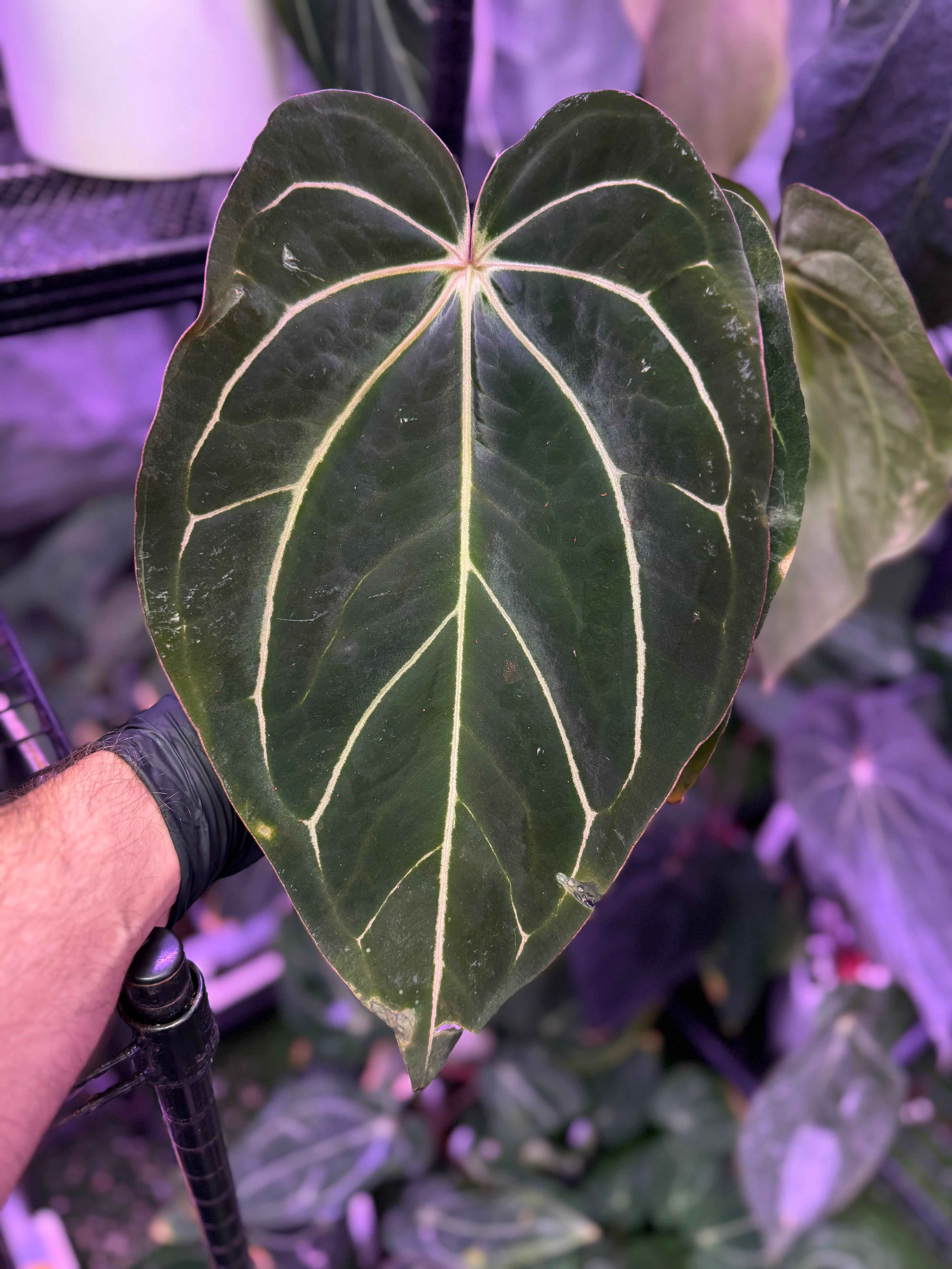 Anthurium carlablackiae "RA8 x RA16" - Mature has flowered