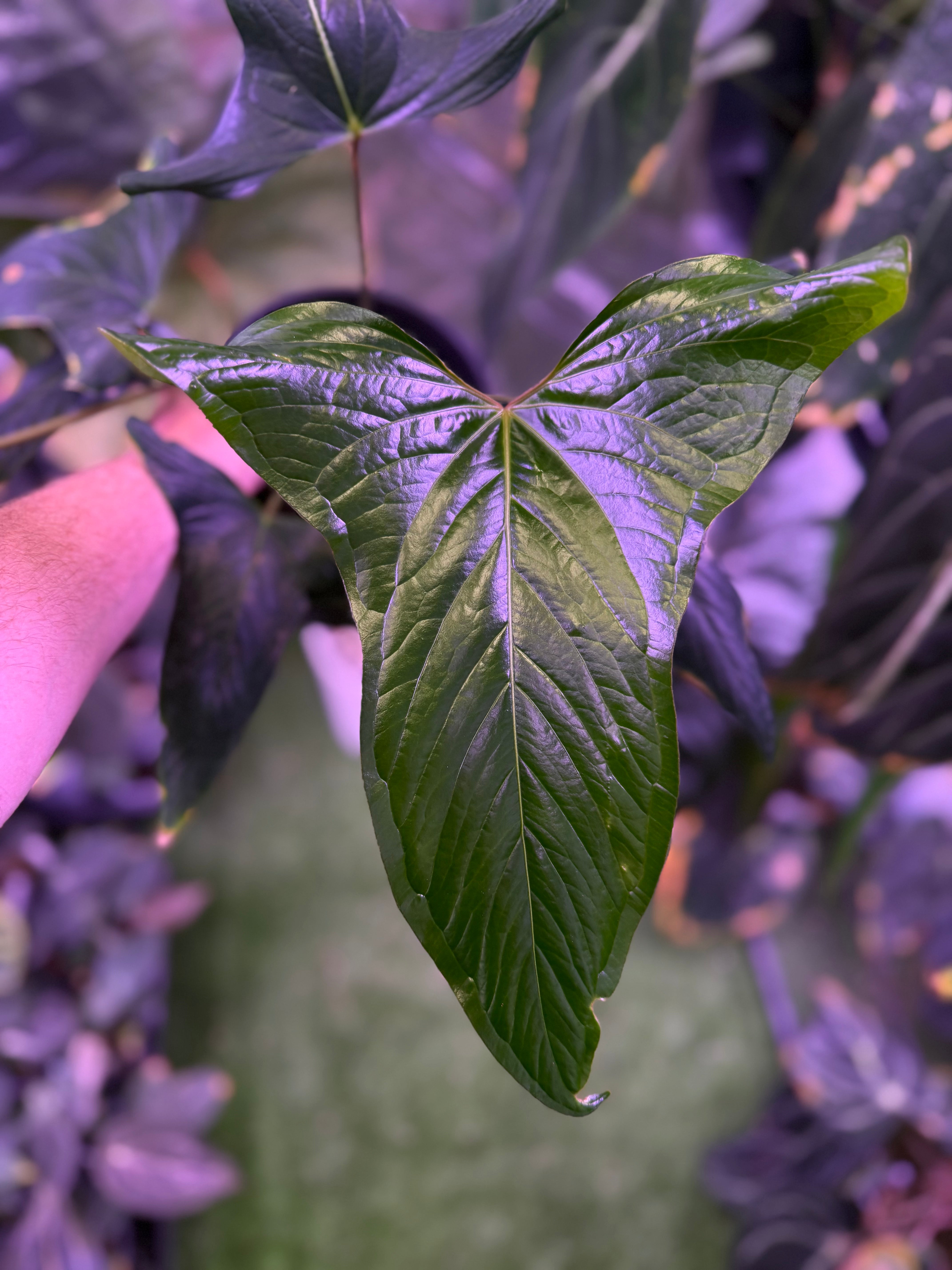 Anthurium carlablackiae RA15 x ustopoense - growers choice