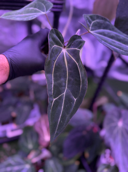 Anthurium (dressleri x carlablackiae) x carla 6x5