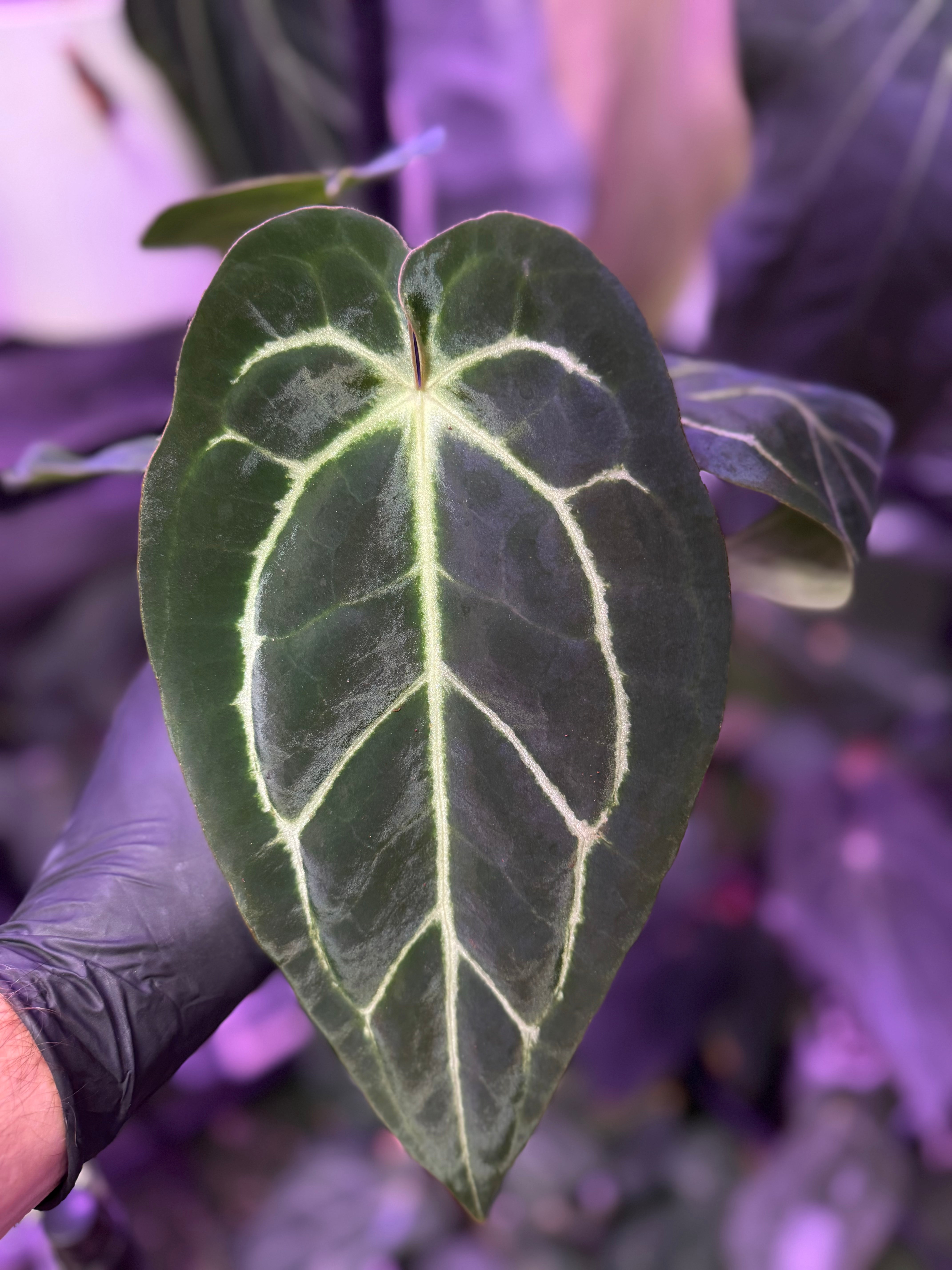 Anthurium Tim Anderson’s Stripey clone x carla RA6