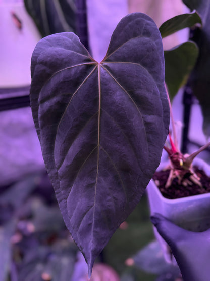 Anthurium (dressleri x carlablackiae) x NSE portillae