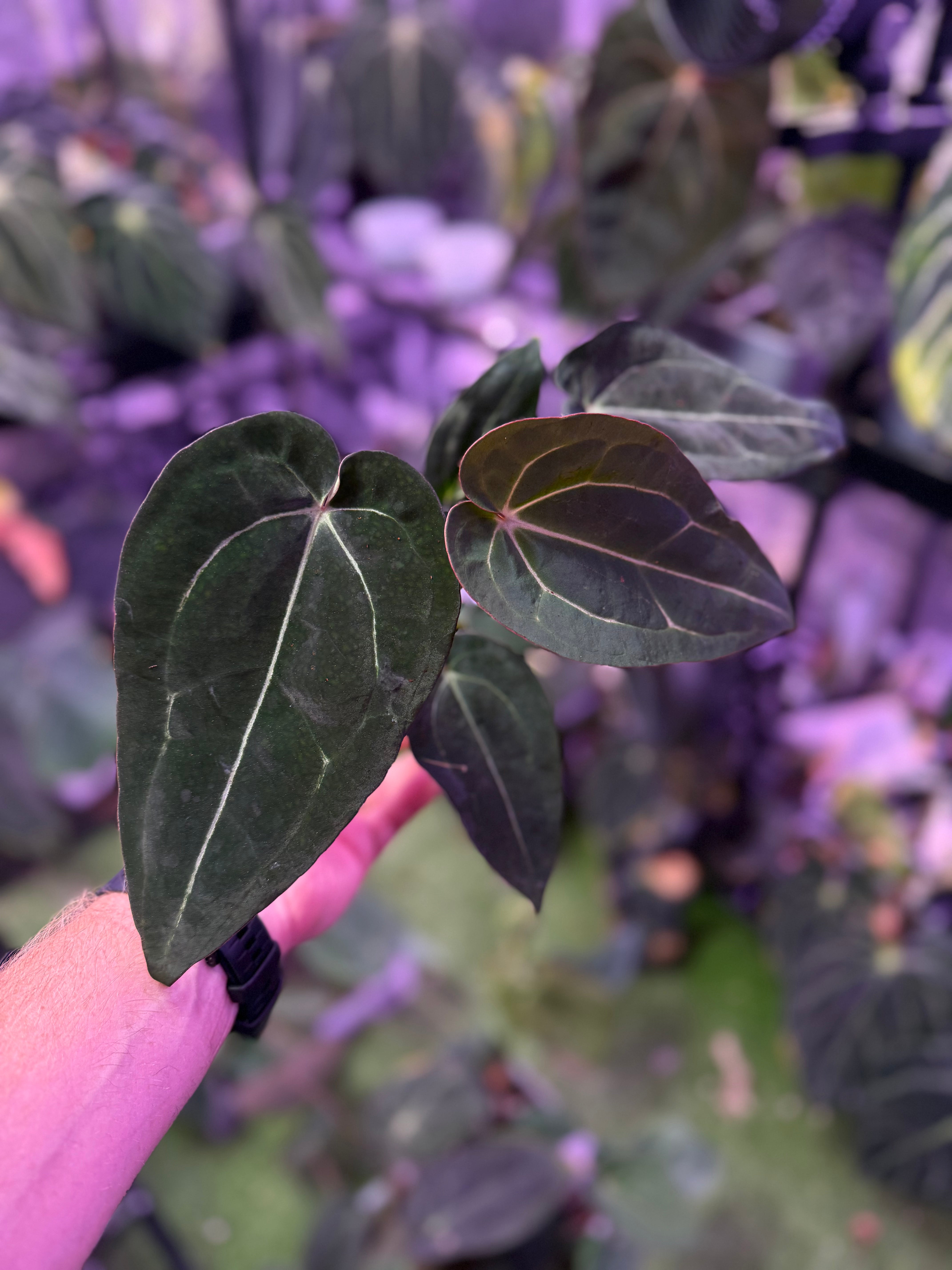 Anthurium carlablackie 'Round xGPH001' X Black Widow x Michelle 3