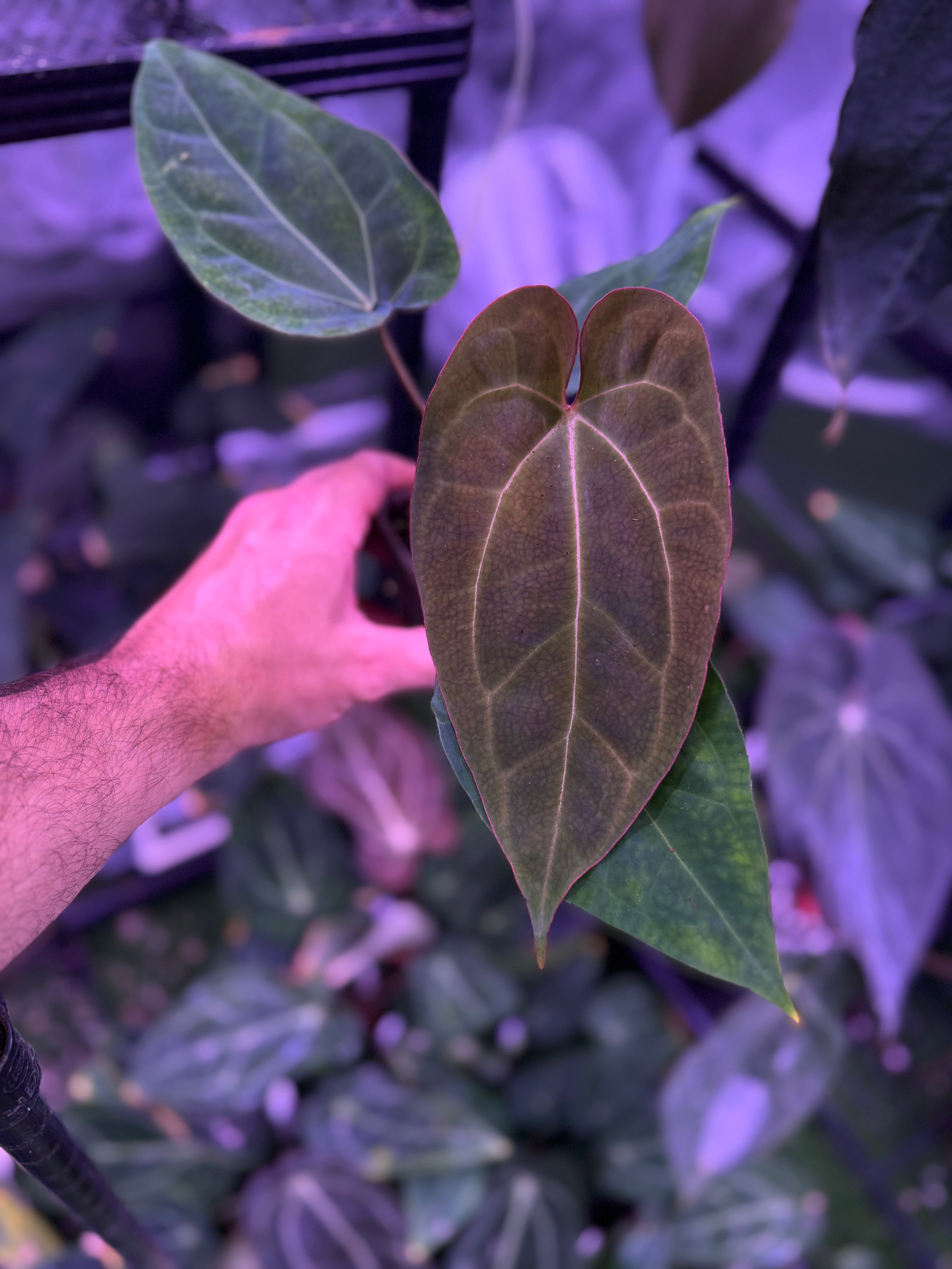 Anthurium papillilaminum "Ralph Lynam" x carlablackiae RA8