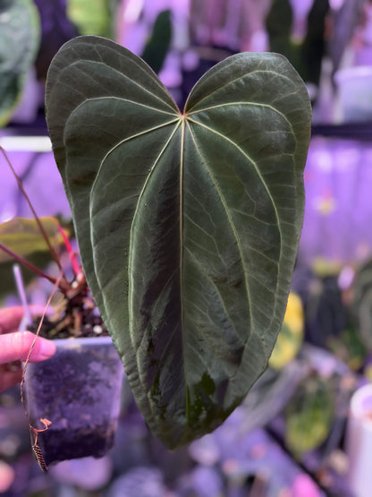 Anthurium sp. Nov. DF x sp. Nov. Darien flowering