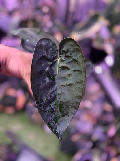 Anthurium (carlablackiae x luxurians) X (dressleri x carlablackiae)