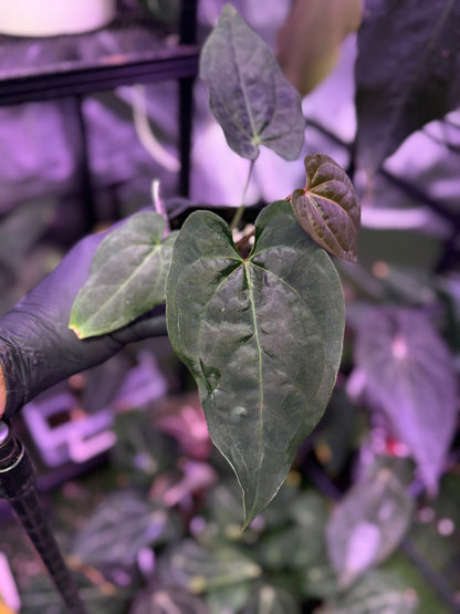 Anthurium (carlablackiae x luxurians) x (Dressleri x carlablackiae"