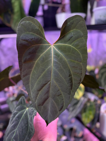 Anthurium (dressleri x carlablackiae) x (dressleri x portillae)