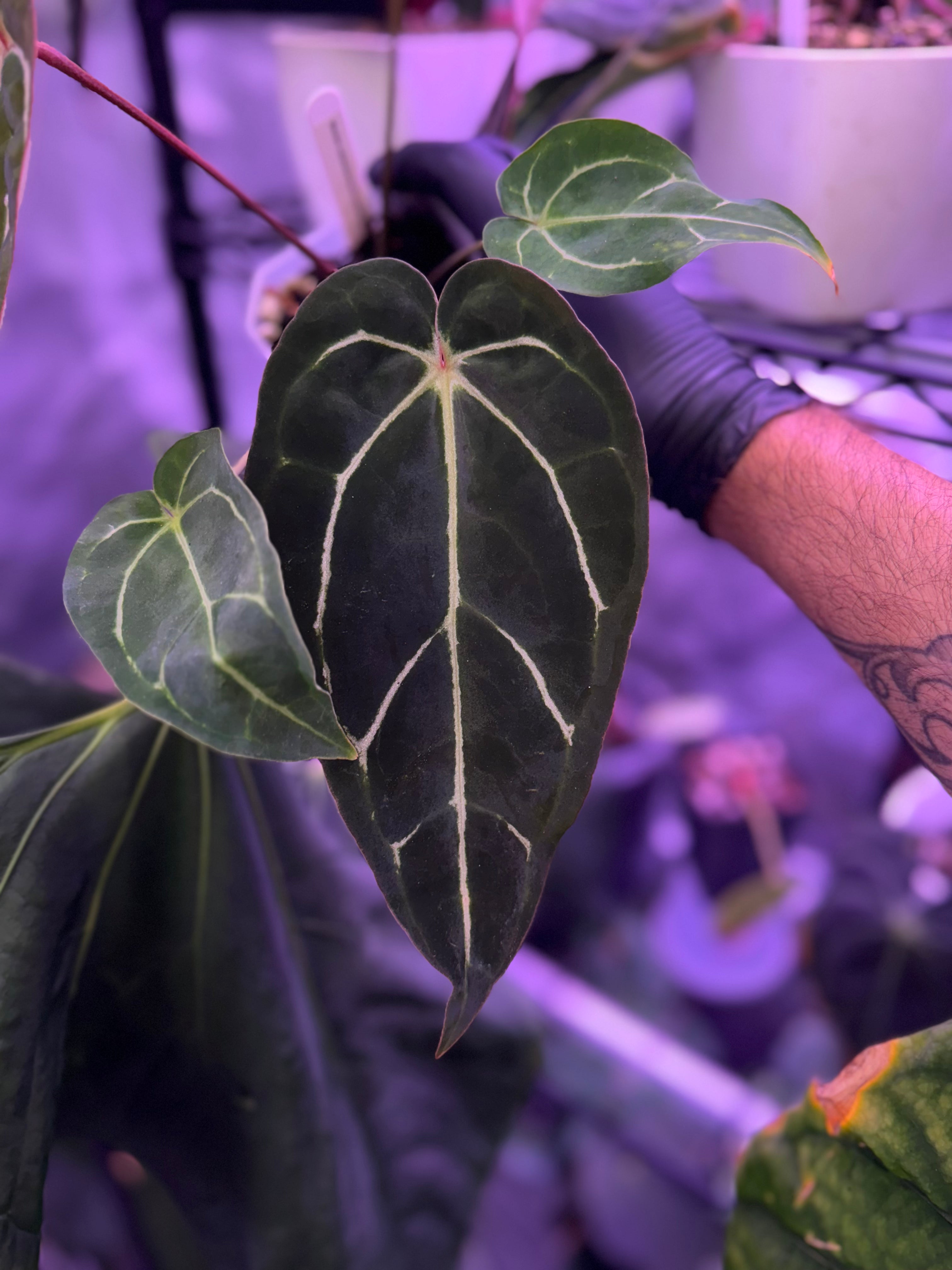 Anthurium (carlablackiae Round x GPH001) x Black Widow Michelle