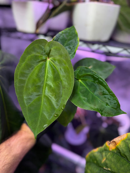 Anthurium ace of purple x antolakii